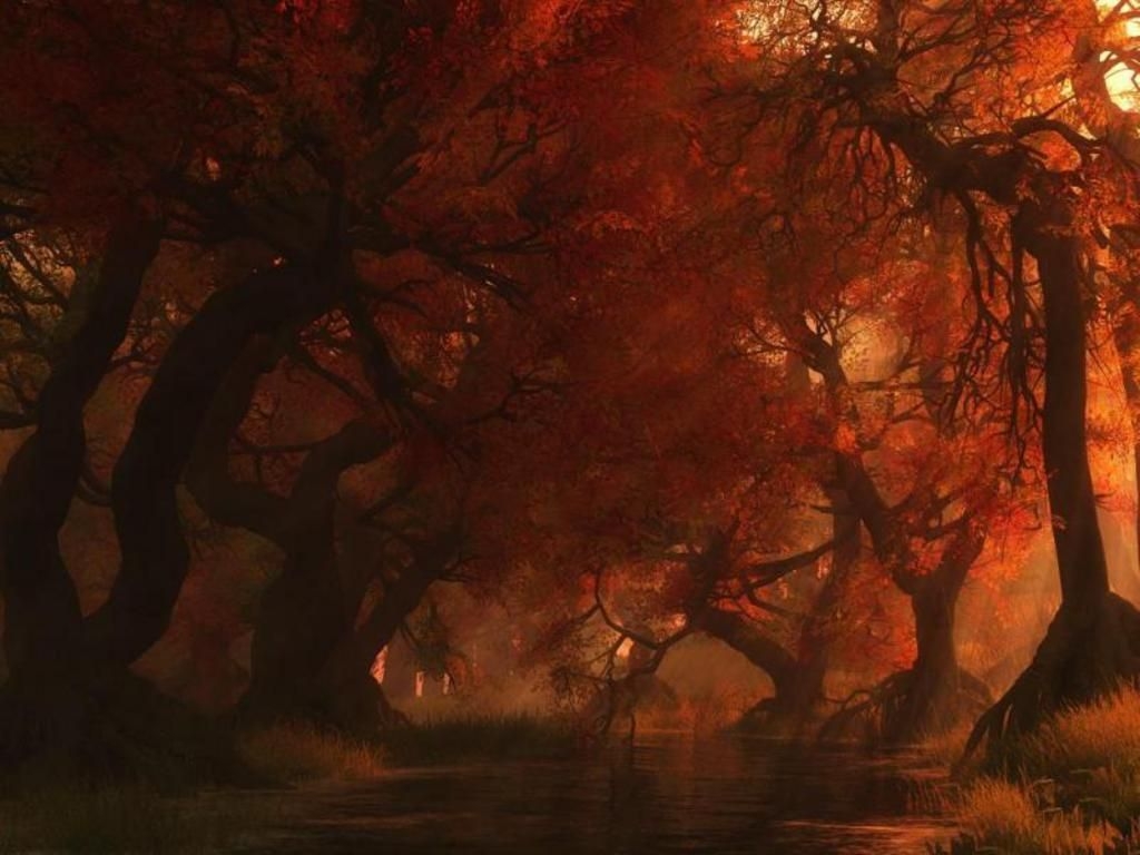 1030x770 Spooky Autumn Forest #photography. Scenery, Autumn forest, Fantasy forest, Desktop