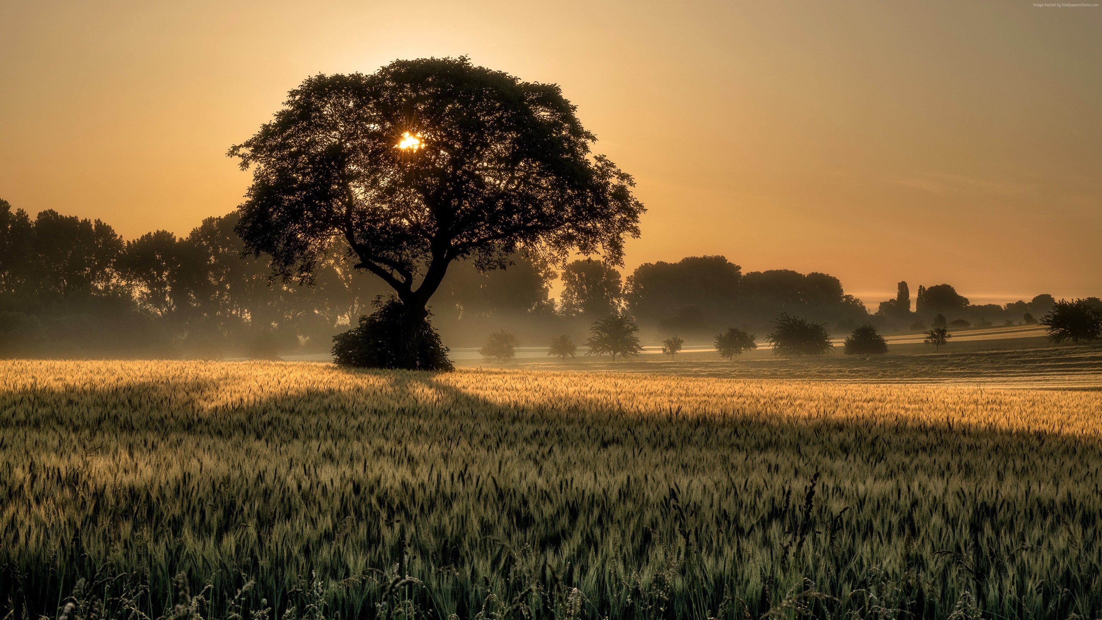 3840x2160 Wallpaper Sunset, Tree, Field, 4K, Nature Nature Wallpaper Sunset Tree Field 4k Nature 4k, Field, Sun. Nature, Nature Hd, Sunset, Desktop