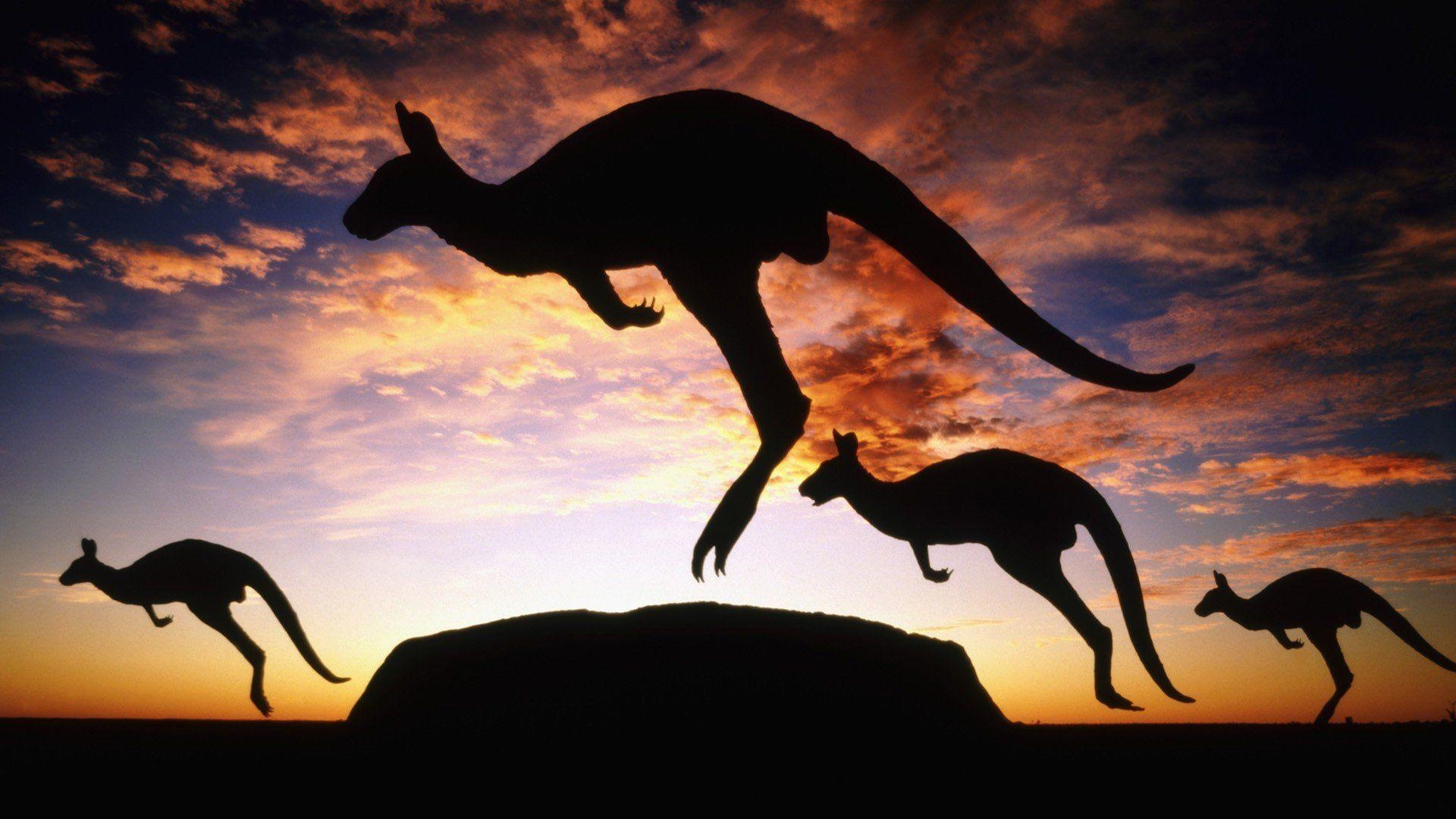 1920x1080 kangaroos, Ayers Rock, Uluru HD Wallpaper / Desktop and Mobile, Desktop