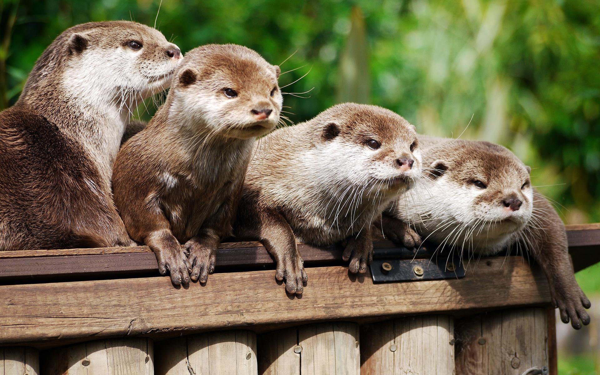 1920x1200 Cute Otter Wallpaper #F2C576V, 419.32 Kb. ZyZiXuN E Journal, Desktop