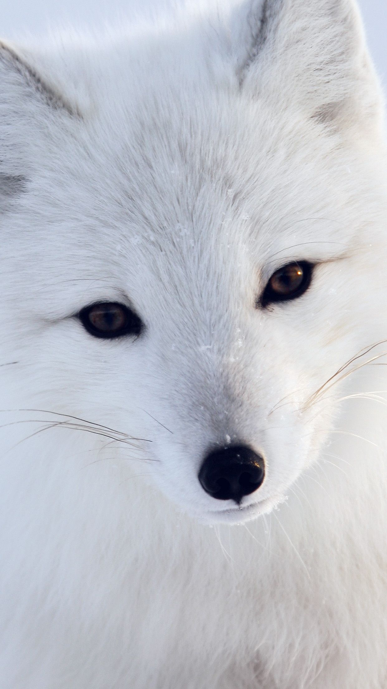 1250x2210 Artic Fox White Animal Cute Android wallpaper HD wallpaper, Phone