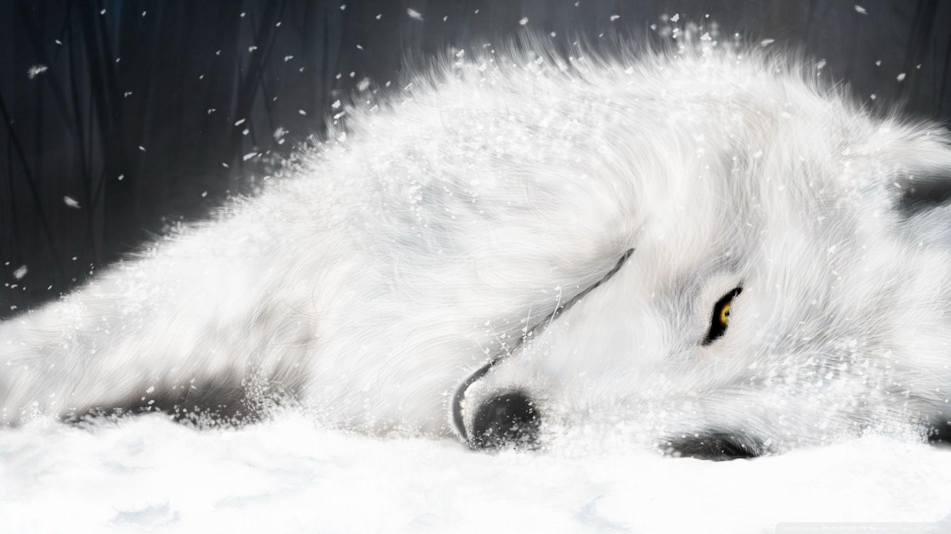 1920x1080 Wolf Wallpaper. Animals Wallpaper Gallery, Desktop