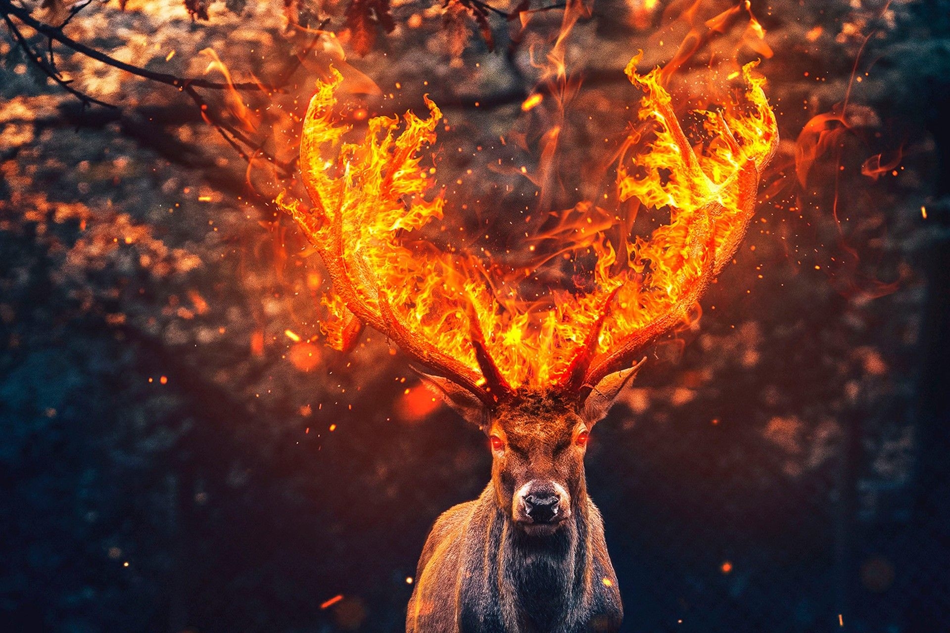 1920x1280 Deer Wallpaper, HD Deer Background on WallpaperBat, Desktop