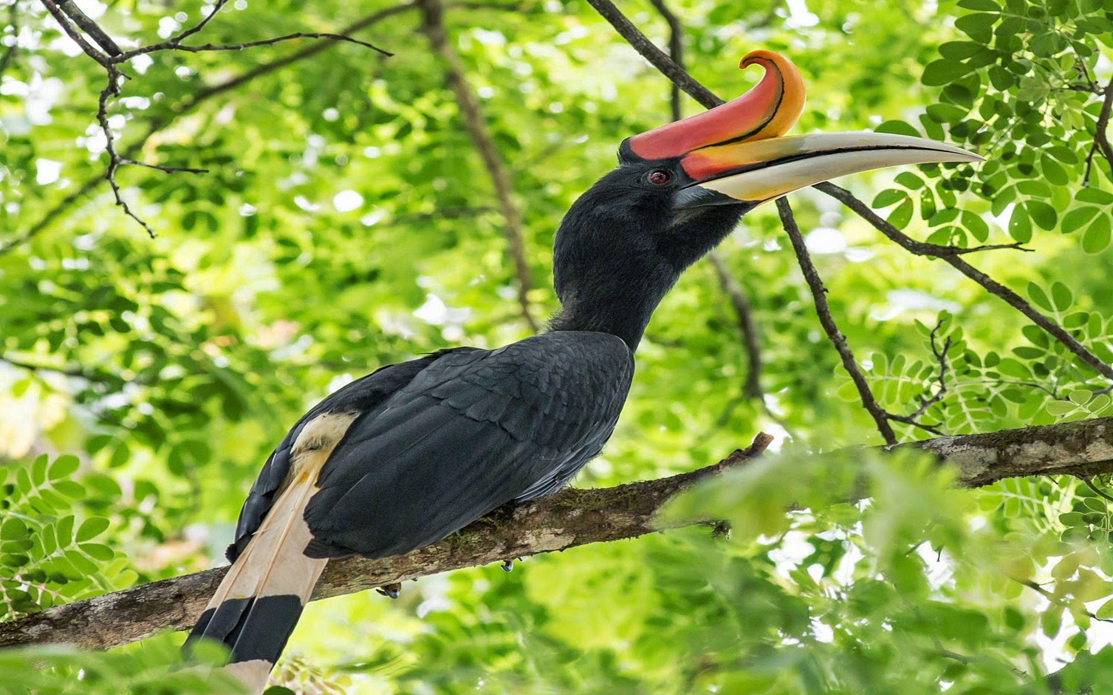 3840x2400 Rhinoceros Hornbill Wallpaper HD, Wallpaper13.com, Desktop