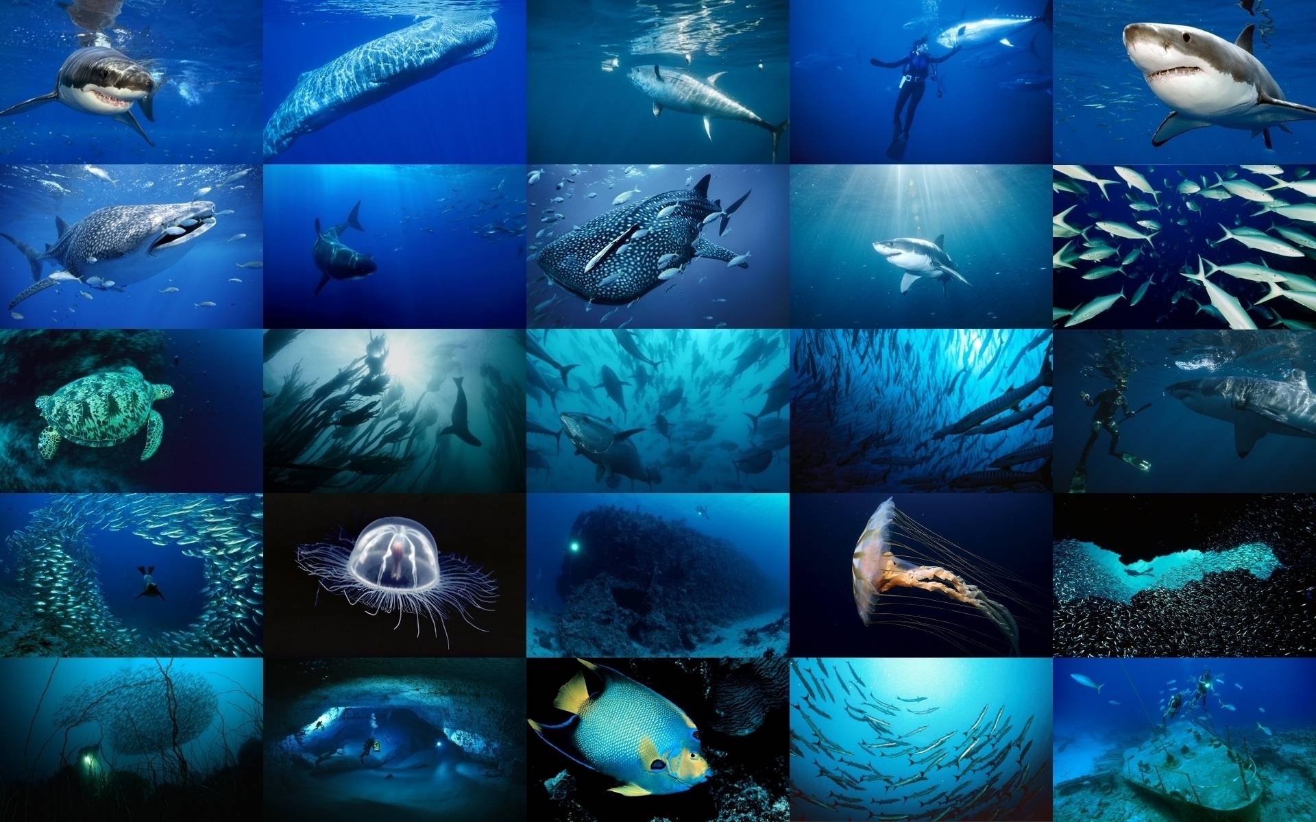 1920x1200 Sea Life HD Background Wallpaper 22 HD Wallpaper, Desktop