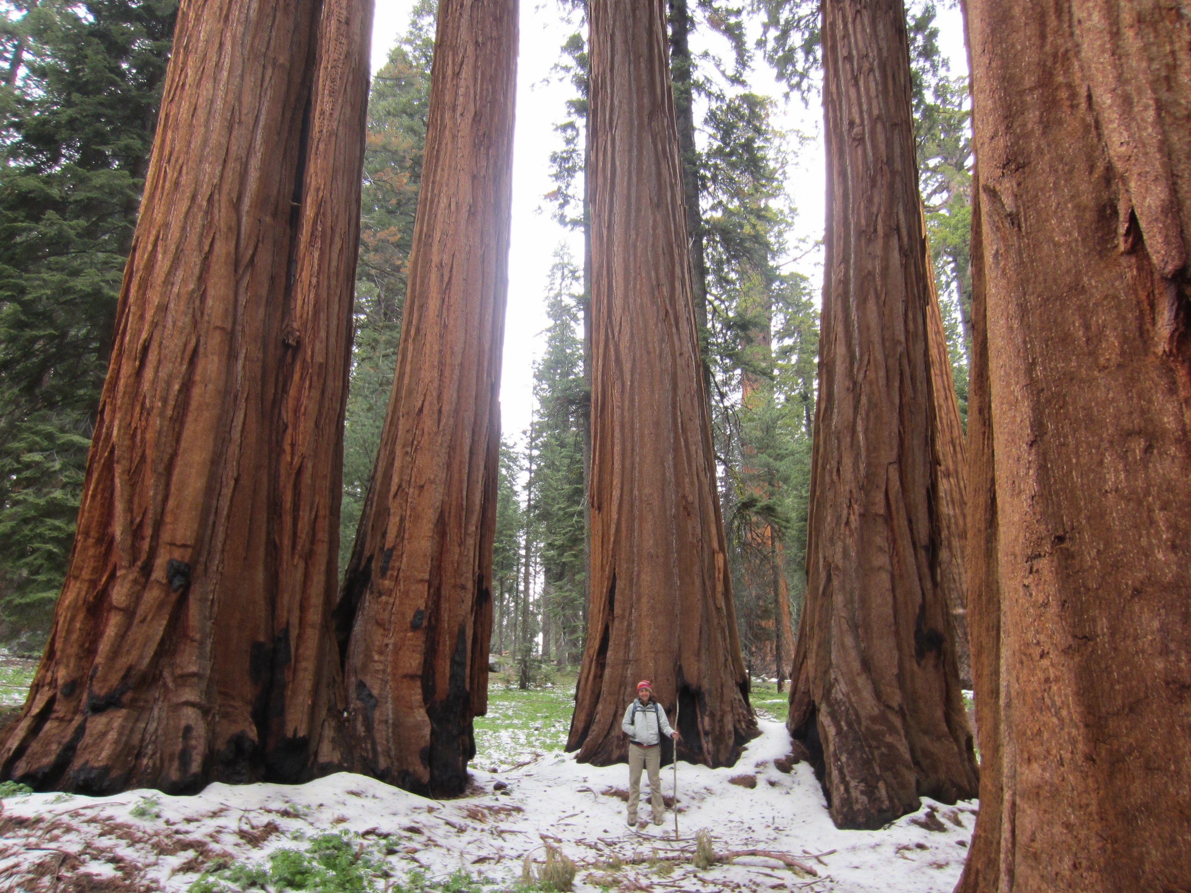 4000x3000 Sequoia National Park Wallpaper High Quality, Desktop