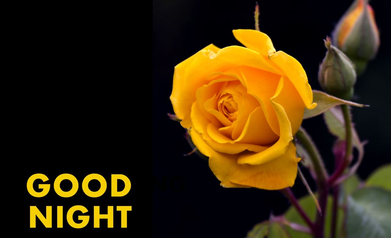 1280x780 Good Night Flower Yellow Rose HD Wallpaper, Desktop