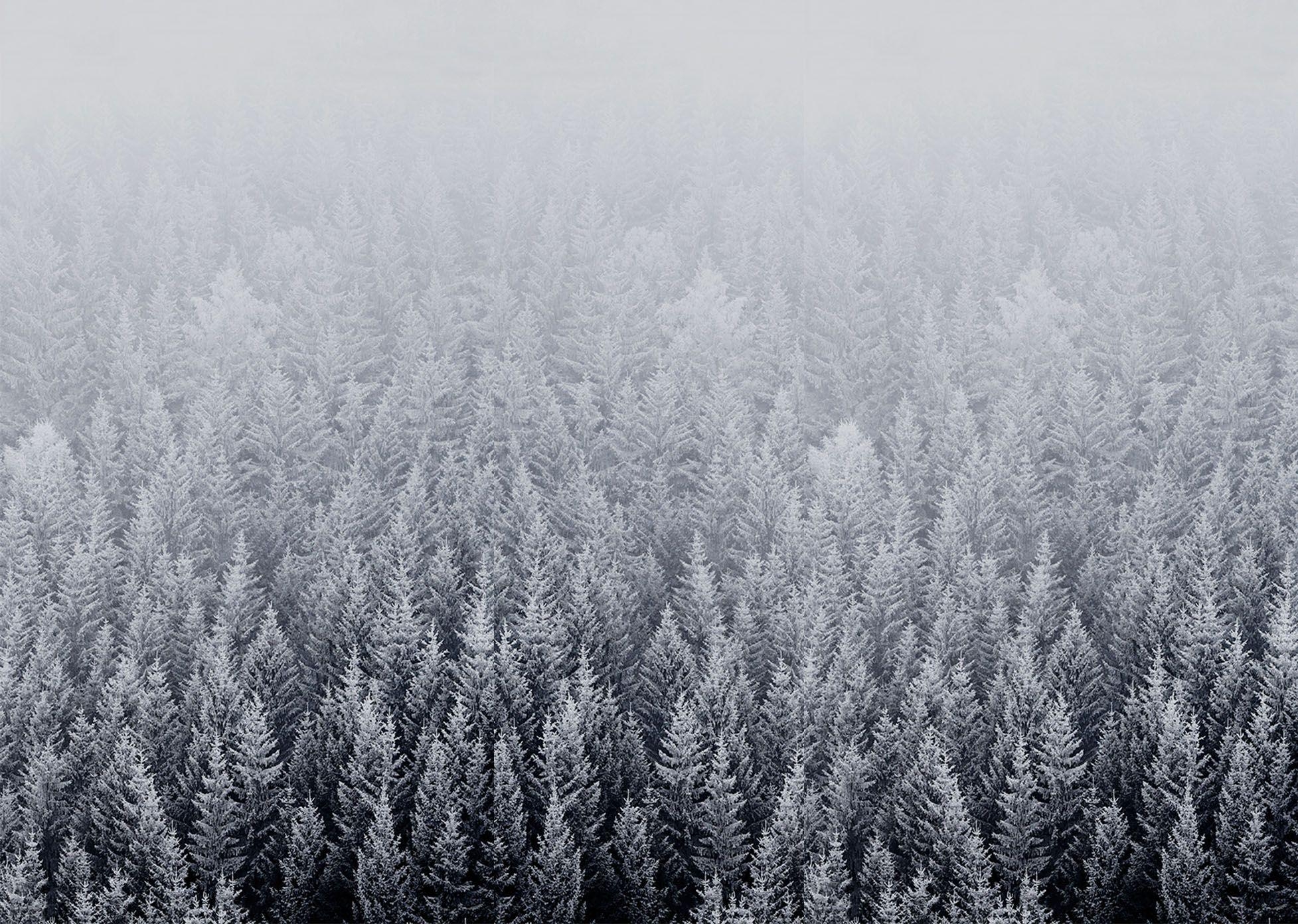 1960x1400 iOS 8 Snow Forest Default Mac Desktop Wallpaper, Desktop