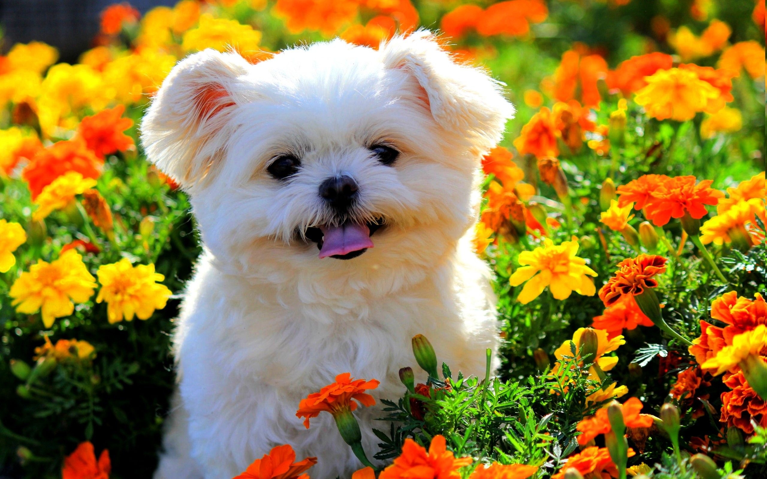 2560x1600 Cute Wallpaper With Puppies, Desktop