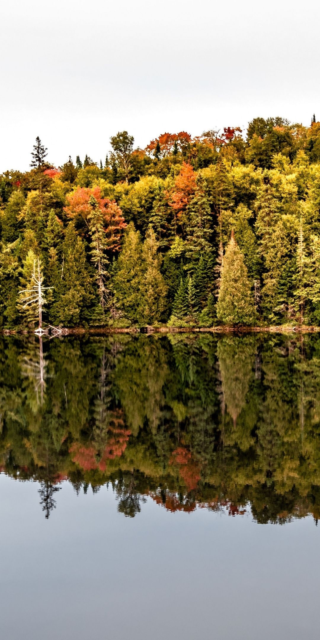 1080x2160 Canada, lake, autumn, tree, reflections, nature,  wallpaper. Nature, Autumn trees, Canada lakes, Phone