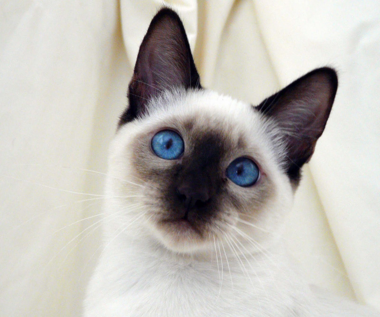 1600x1340 Fun Animals Wiki, Videos, Picture, Stories: Siamese cat Wallpaper, Desktop