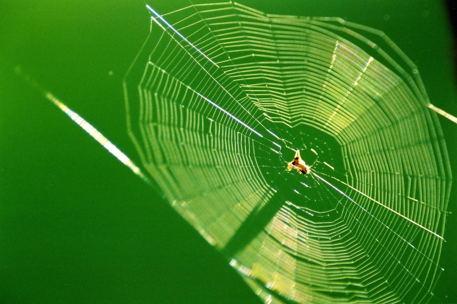 1600x1070 Spider on a Spider Web Wallpaper Wallpaper Inn, Desktop