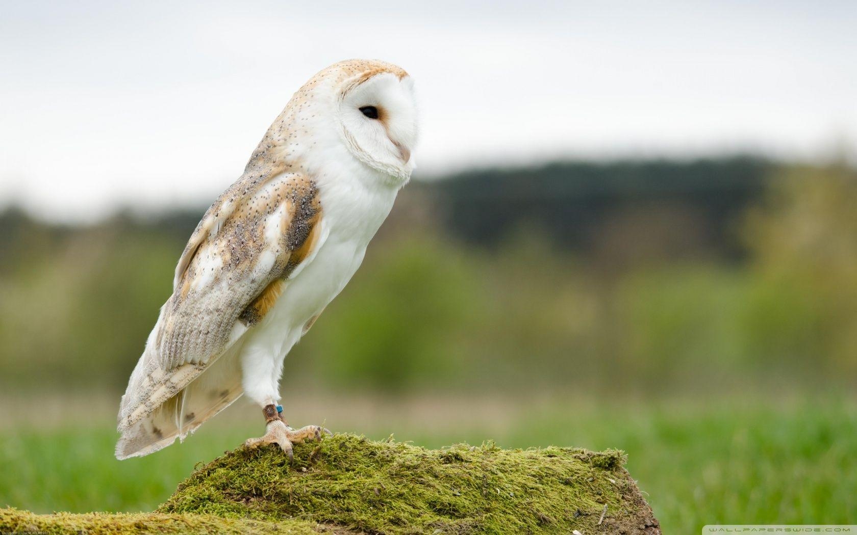 1680x1050 Barn Owl ❤ HD Desktop Wallpaper for 4K Ultra HD TV • Wide & Ultra, Desktop