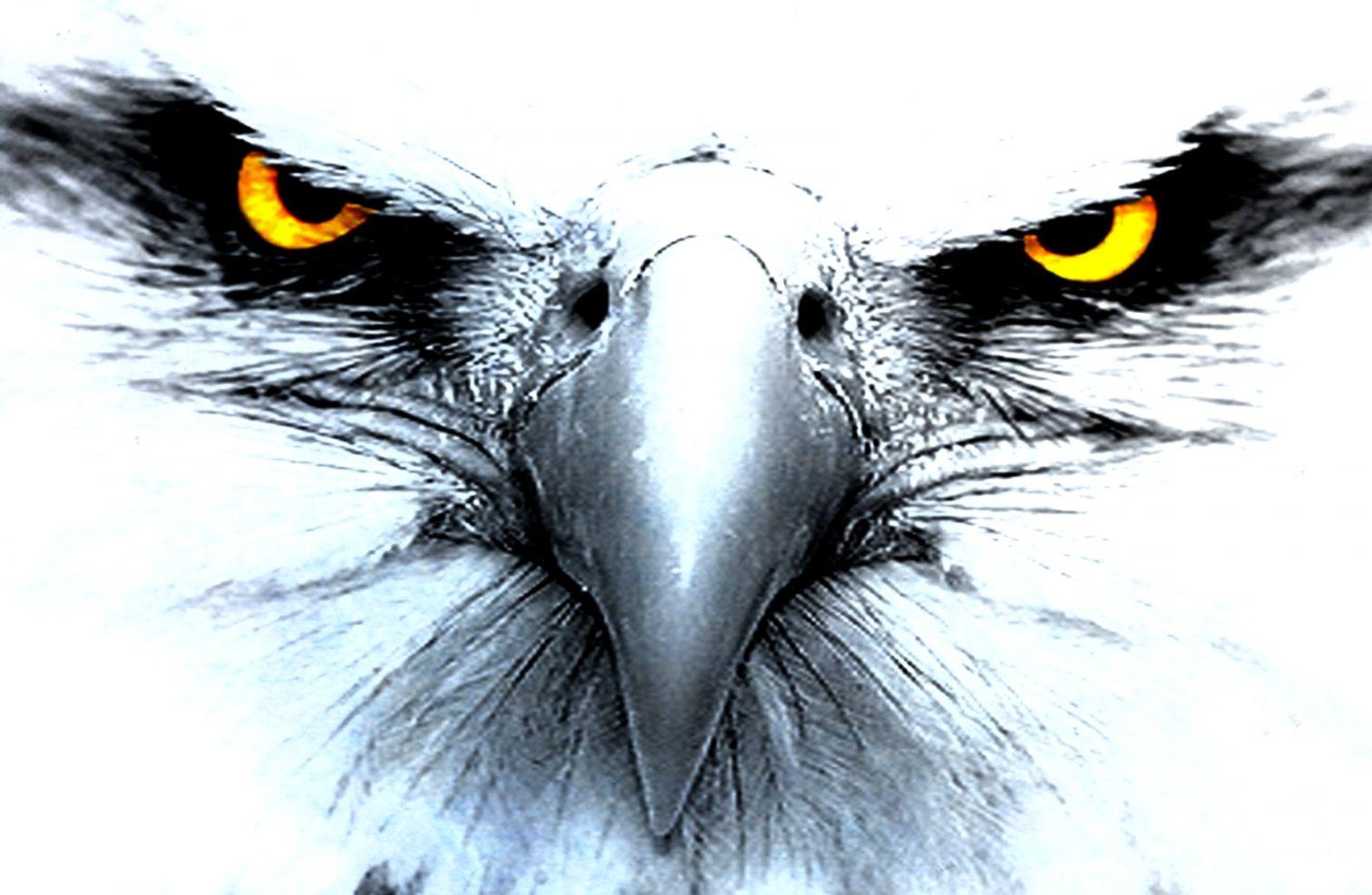 1520x990 3D Wallpaper Eagle Eyes Widescreen, Desktop