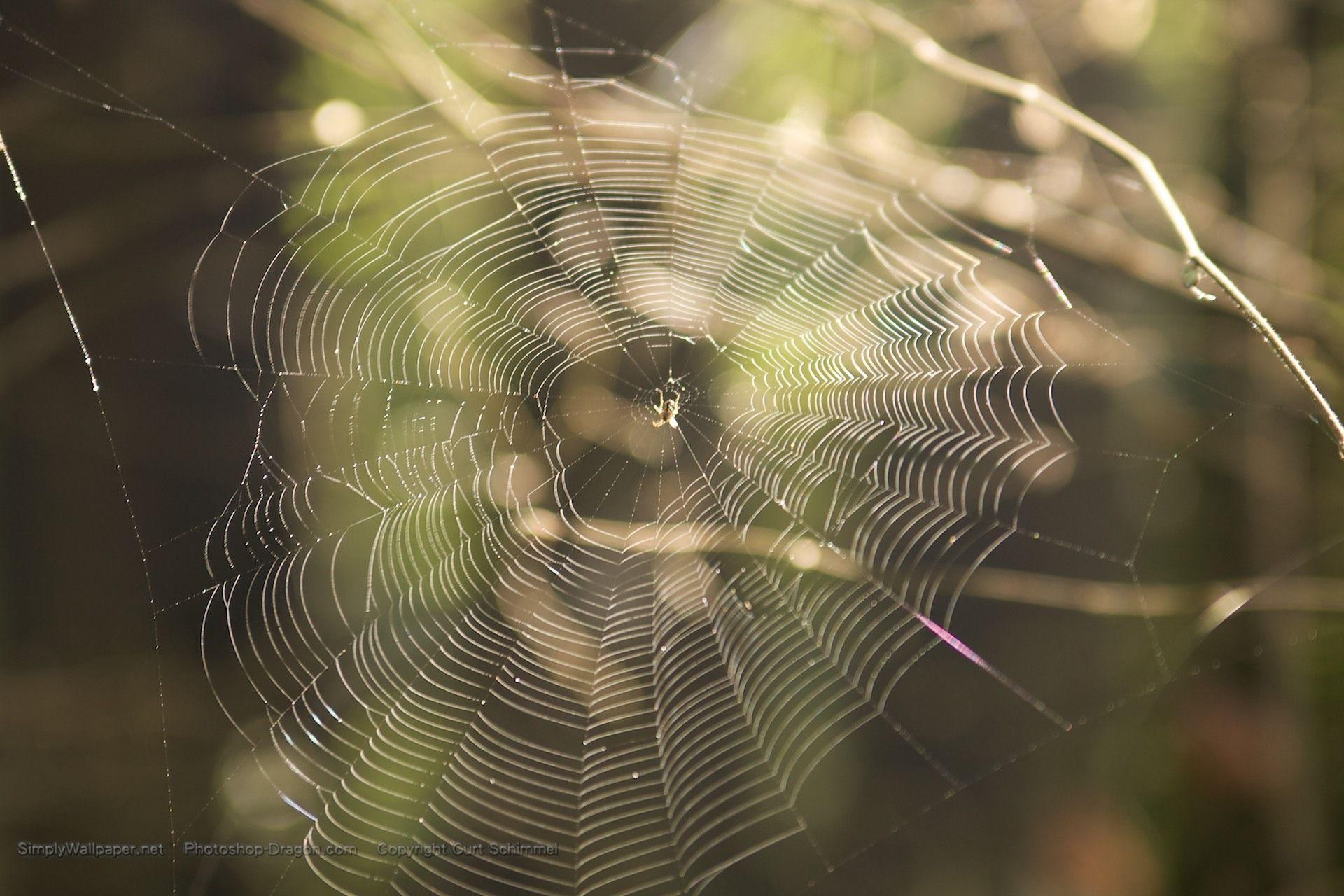 1920x1280 Spider Web Desktop Wallpaper, Desktop