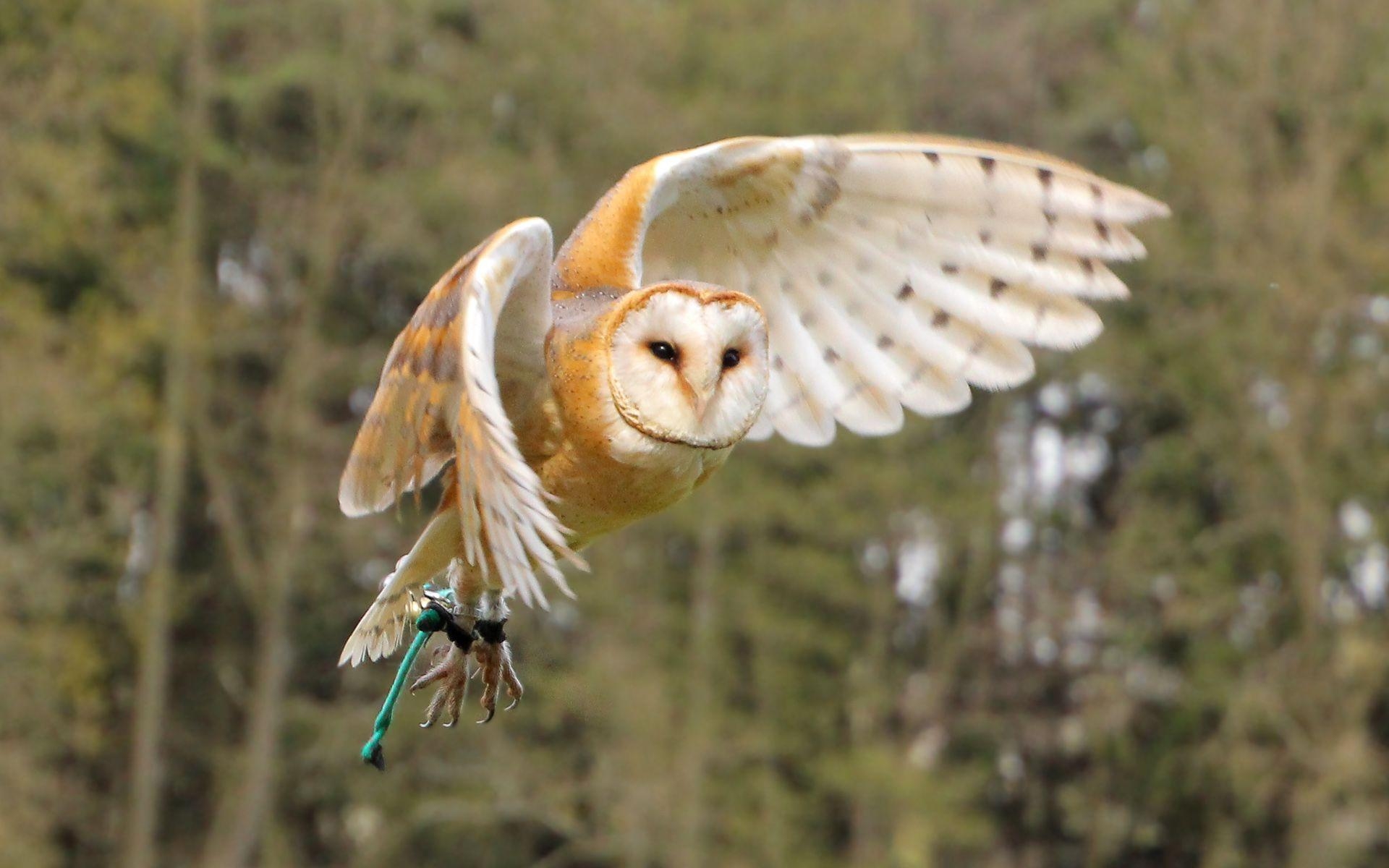 1920x1200 Barn Owl Wallpaper HD 19782, Desktop