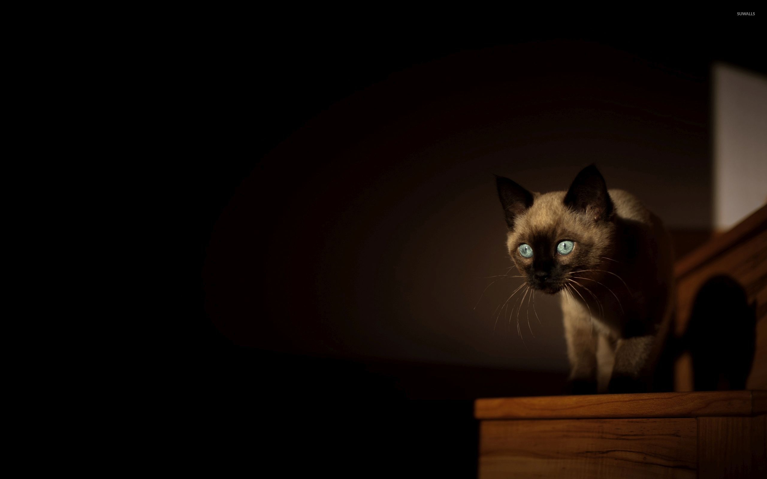 2560x1600 Siamese cat [3] wallpaper wallpaper, Desktop