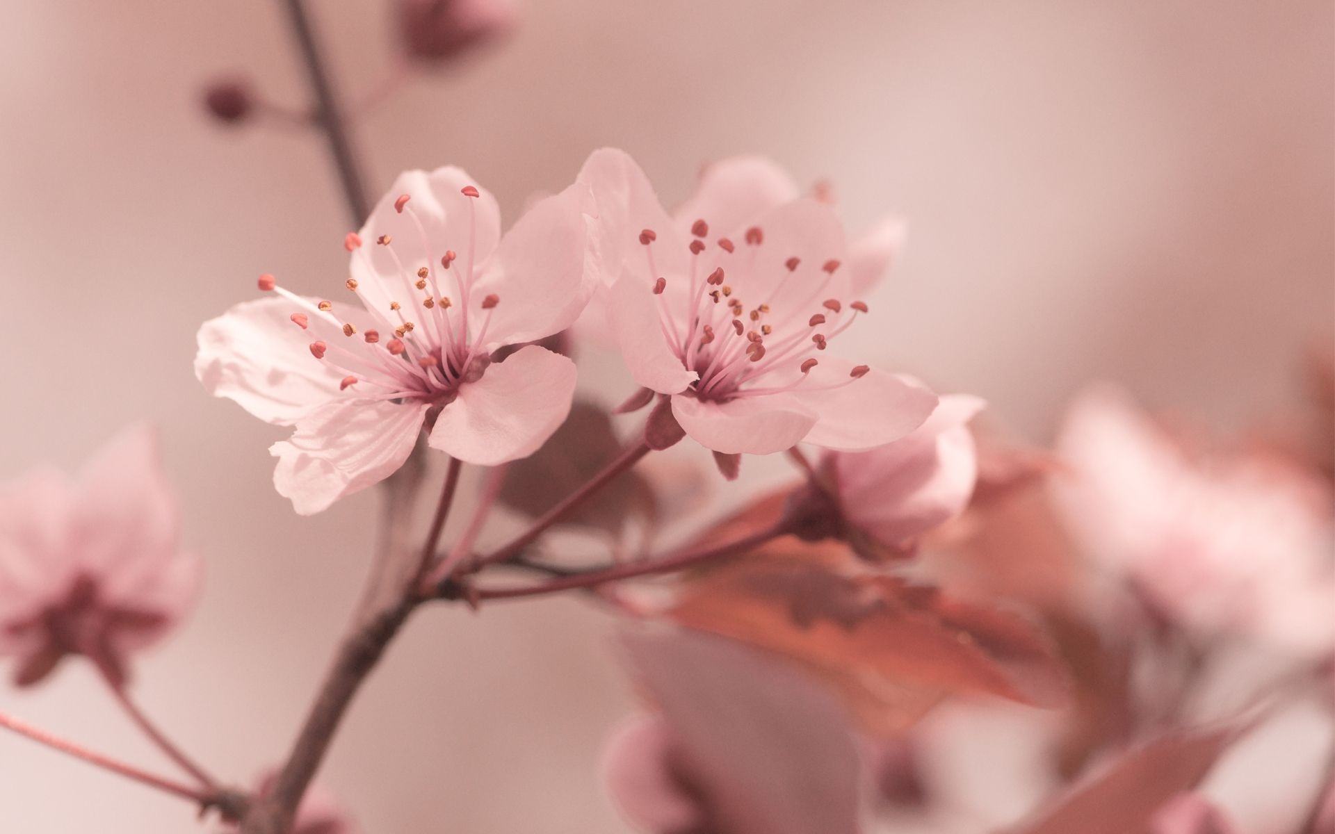 1920x1200 Free download Sakura Flowers Desktop Wallpaper 51326 px, Desktop