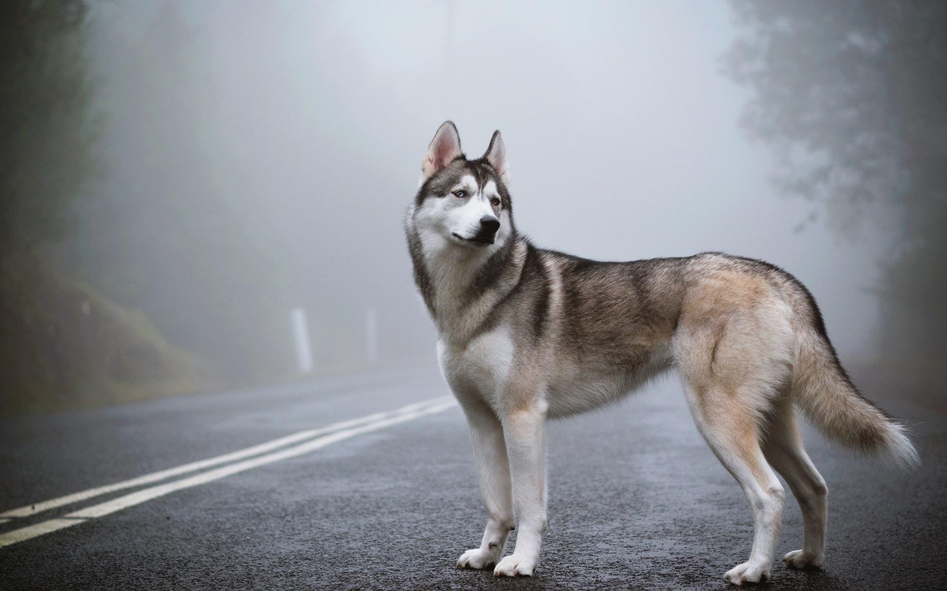 1920x1200 Siberian Husky Brown Computer Wallpaper Desktop Background Free, Desktop