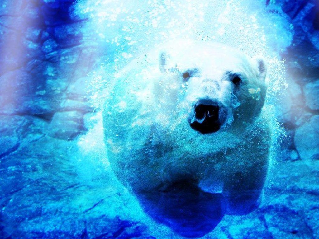 1030x770 Polar Bear in Water Wallpaper Wallpaper Inn, Desktop