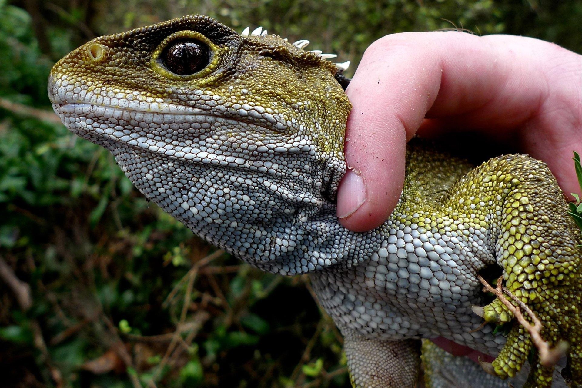 1920x1290 Tuatara HD Wallpaper and Background Image, Desktop