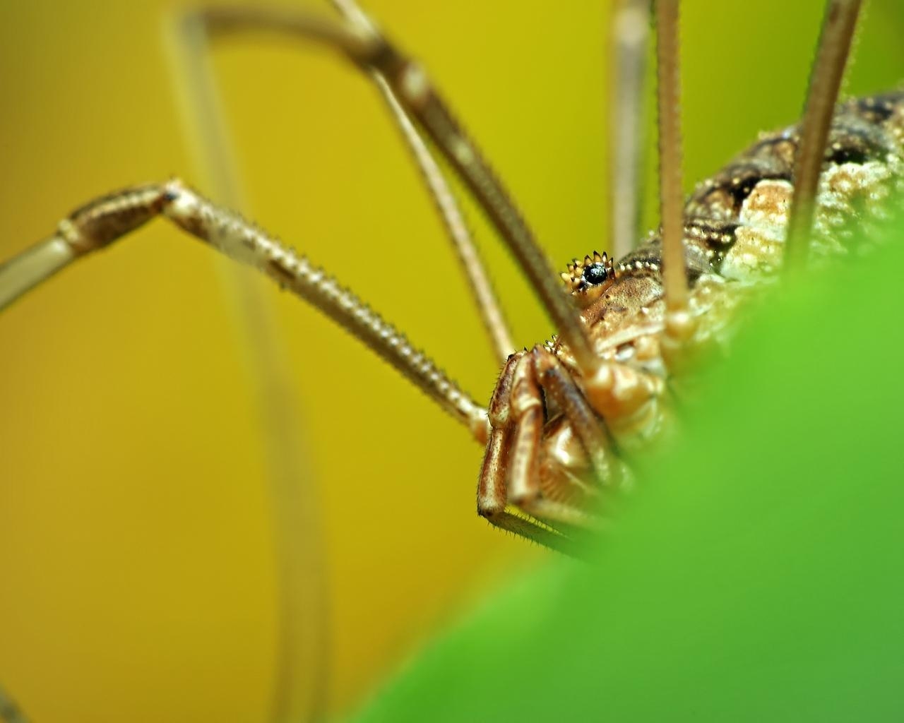 1280x1030 Download wallpaper  spider, legs, insect, grass, Desktop