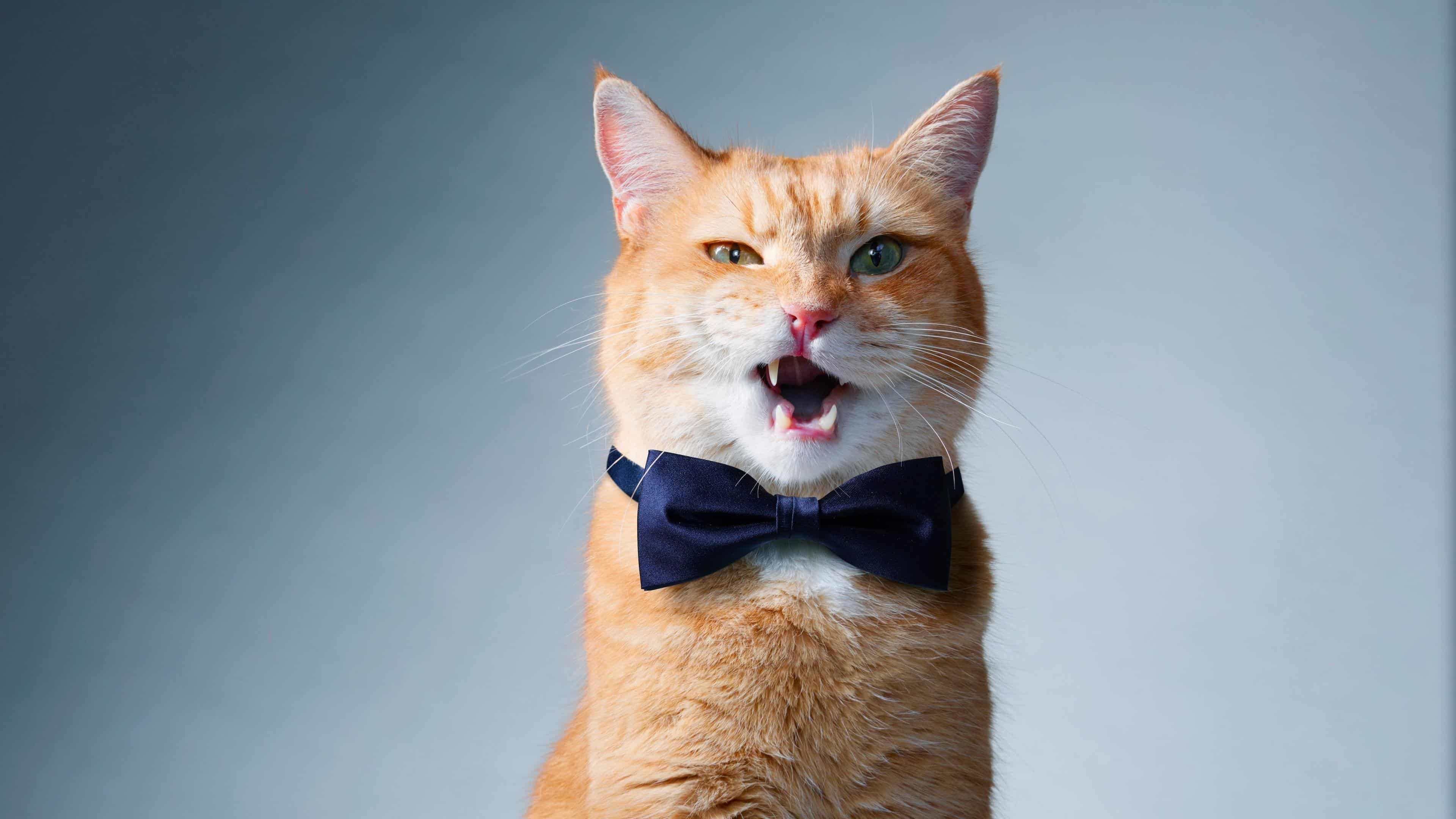 3840x2160 Cat With Bowtie UHD 4K Wallpaper, Desktop