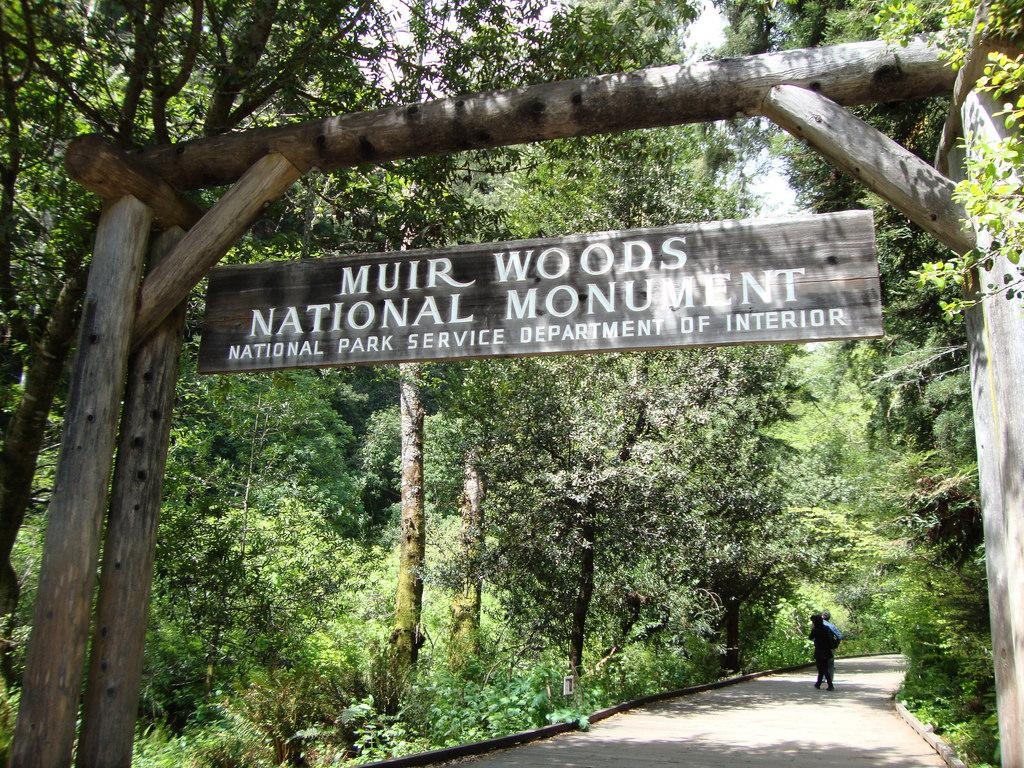 1030x770 Muir Woods: A Guide To The Magnificent Redwood Forest, Desktop