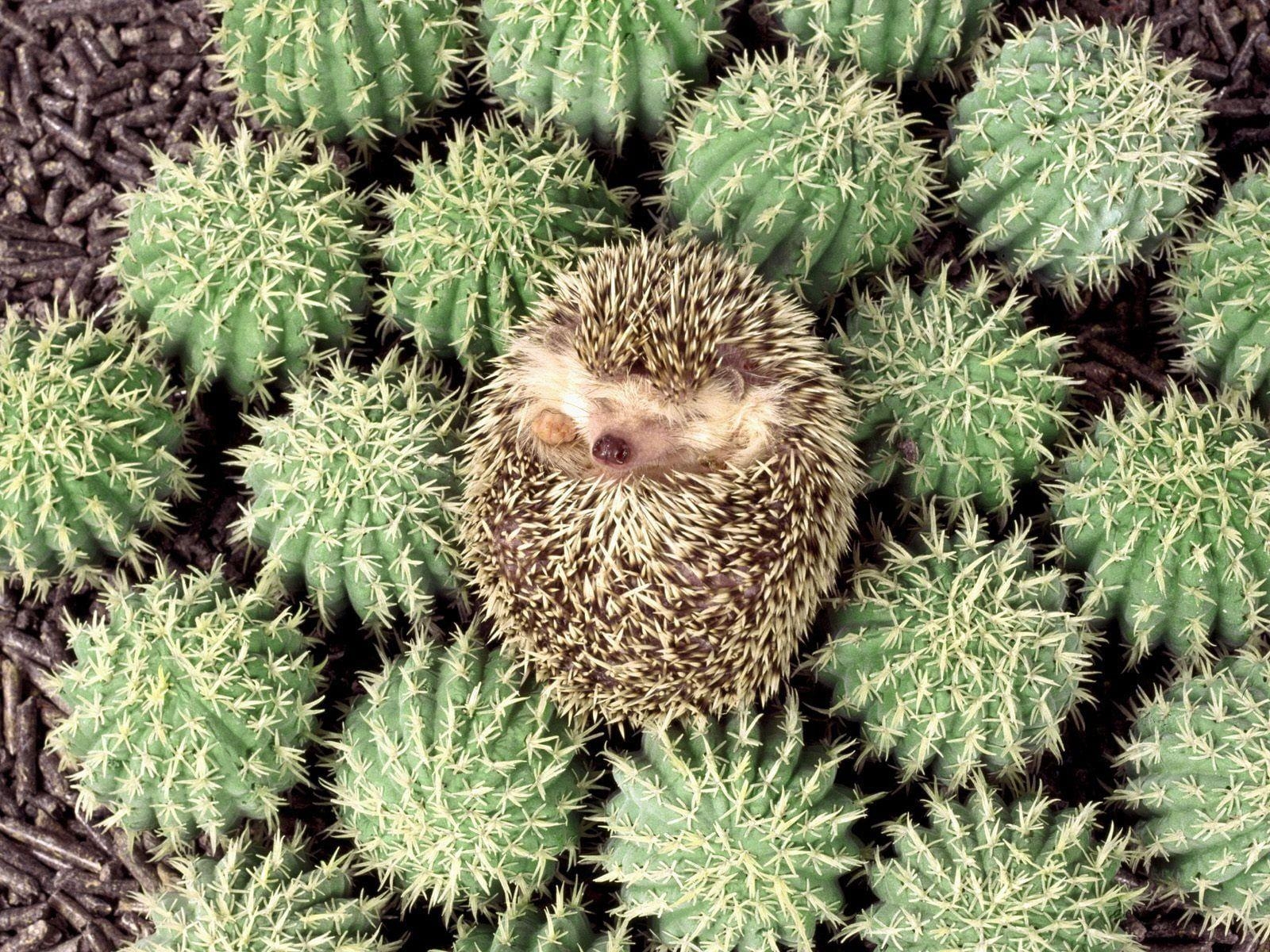 1600x1200 Porcupine on green cacti HD wallpaper, Desktop