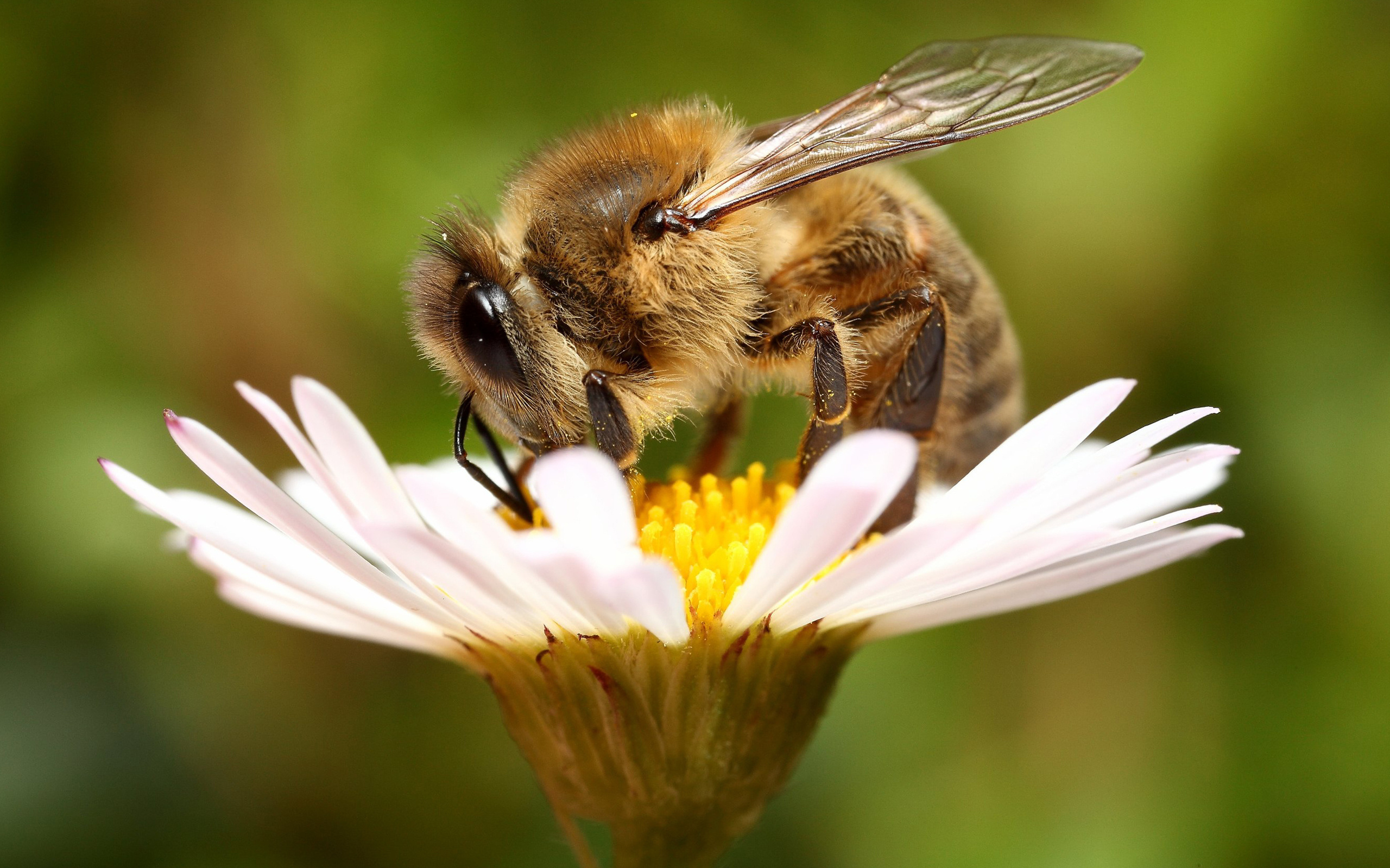 2560x1600 Bee HD Wallpaper, Desktop