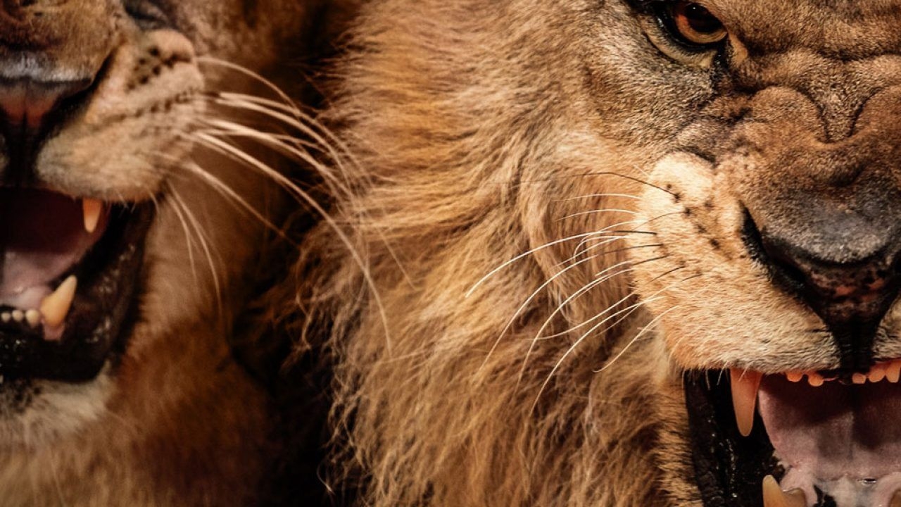 1280x720 Motivational Lion Quotes In Picture & Strength, Desktop