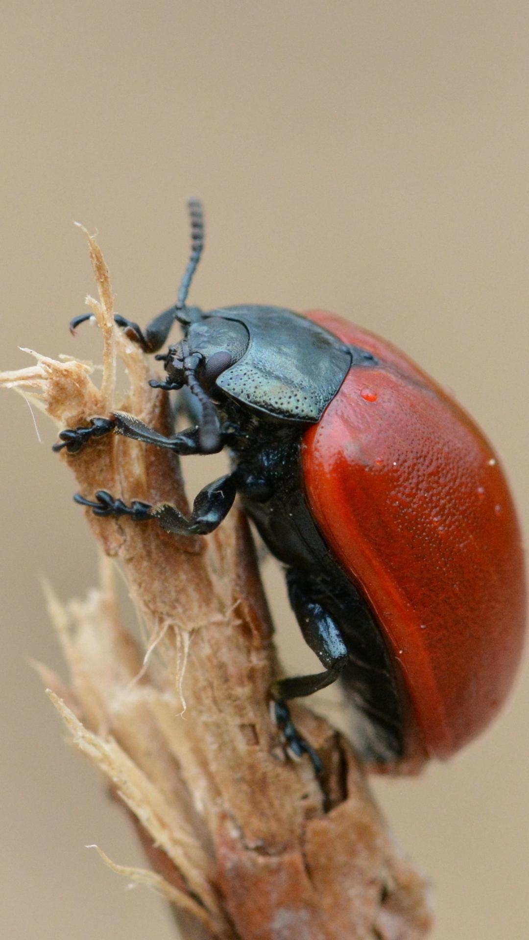 1080x1920 Download wallpaper  beetle, insect, armor, branch, Phone