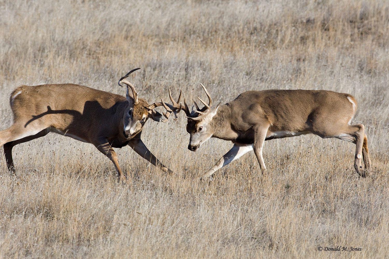 1500x1000 Deer buck HD wallpaper fighting Fighting, Desktop