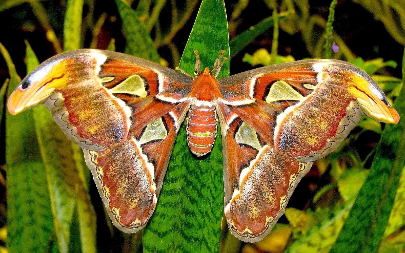 1600x1000 Animal Moth Wallpaper:, Desktop