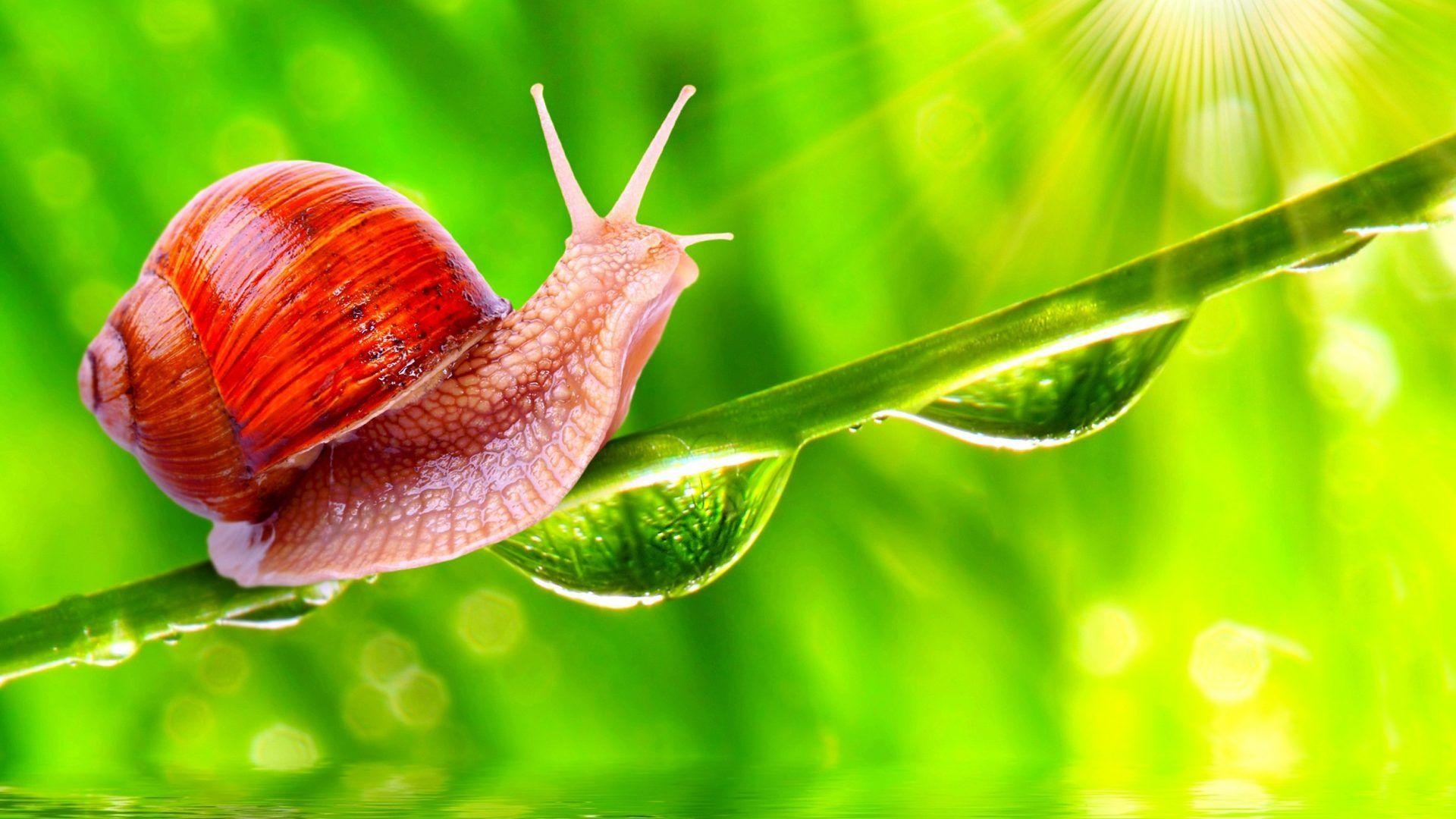 1920x1080 Snail Tag wallpaper: Snail Animals Seasons Birds Forests Creative, Desktop