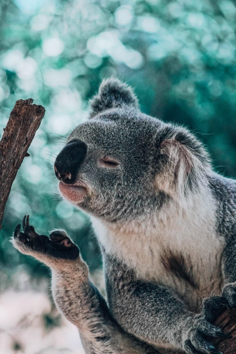 1000x1500 Koala Picture. Download Free Image, Phone