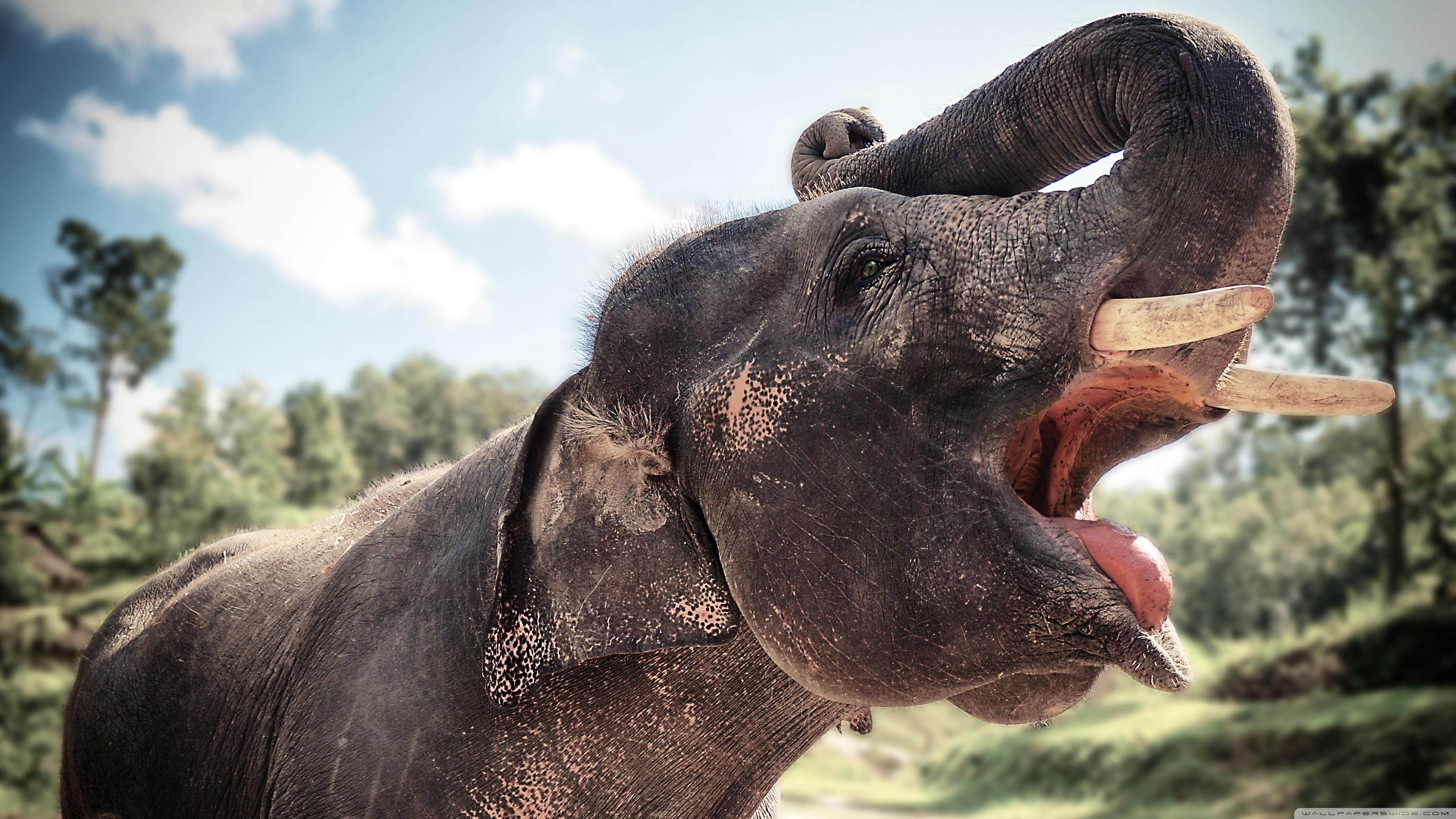 3560x2000 Elephant In Chiang Mai, Thailand ❤ 4K HD Desktop Wallpaper for 4K, Desktop