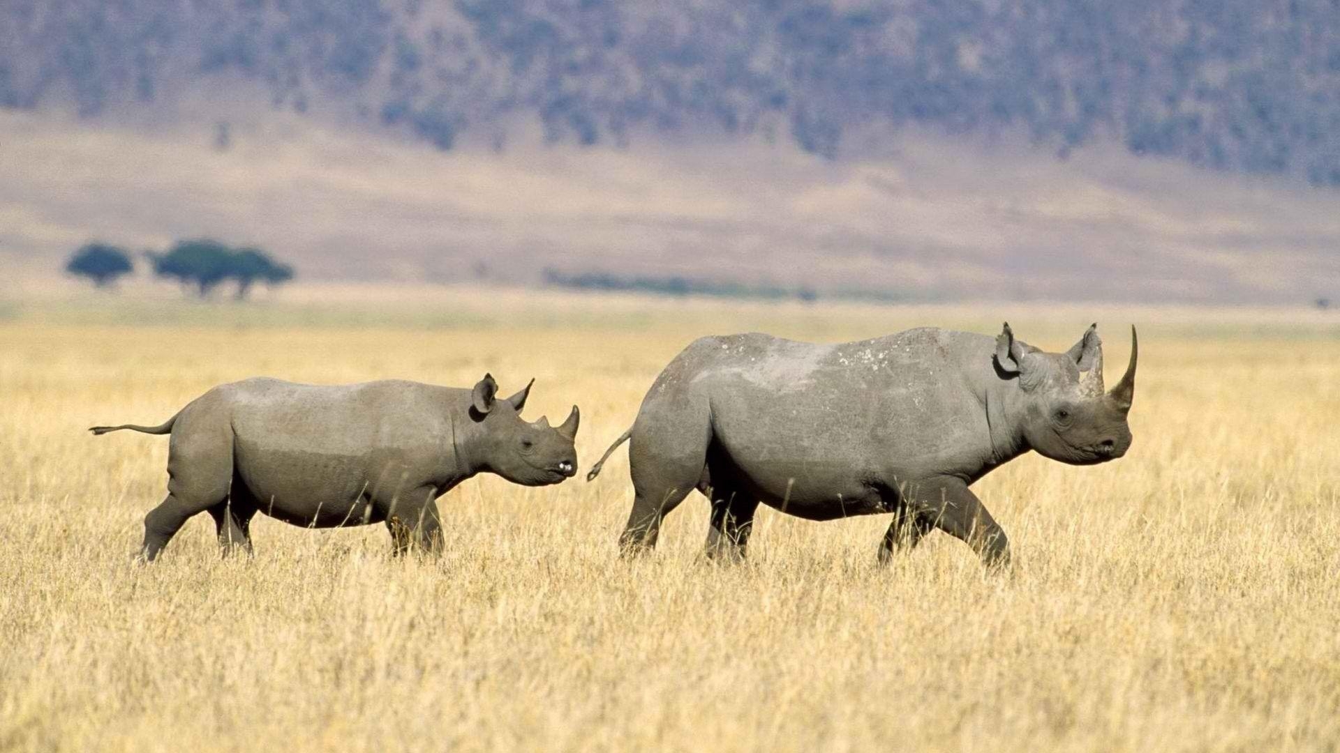 1920x1080 Rhinoceros Tag wallpaper: Rhino Baby Calf Rhinoceros Funny Photo, Desktop