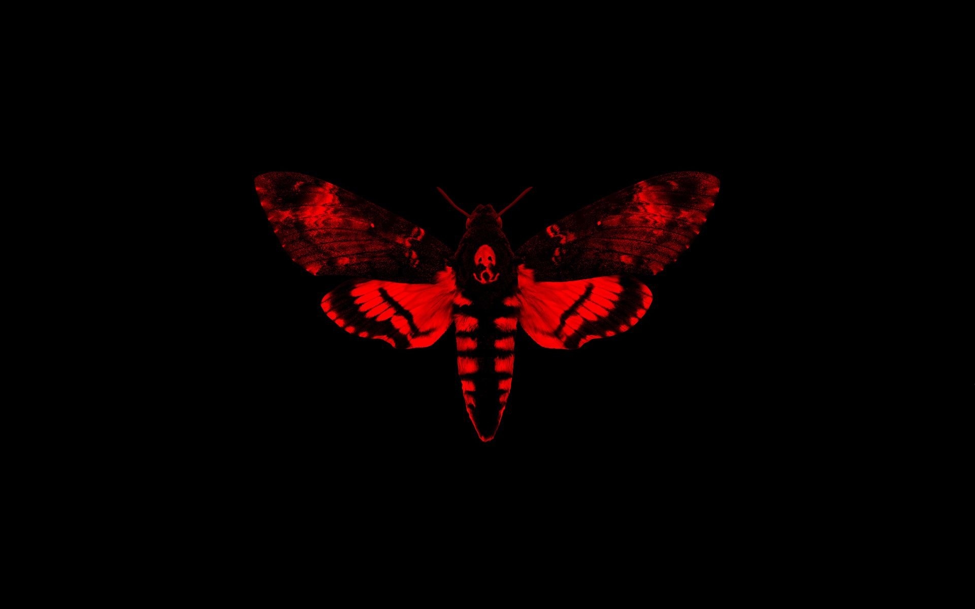 1920x1200 Free download Moth Wallpaper 11 1920 X 1200 stmednet [] for your Desktop, Mobile & Tablet. Explore Moth Wallpaper. Moth Wallpaper, Desktop