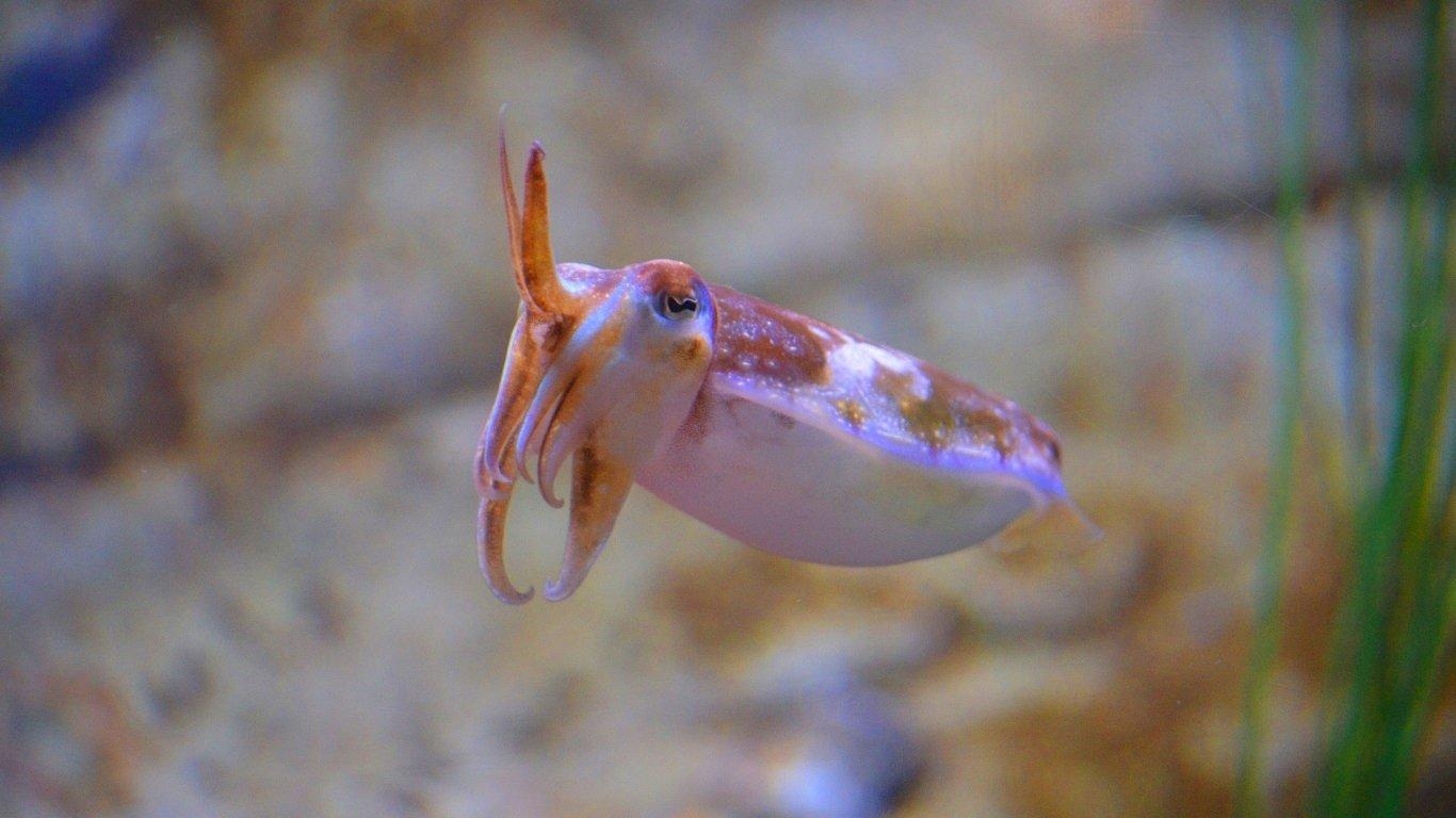 1370x770 Cuttlefish HD Wallpaper and Background Image, Desktop