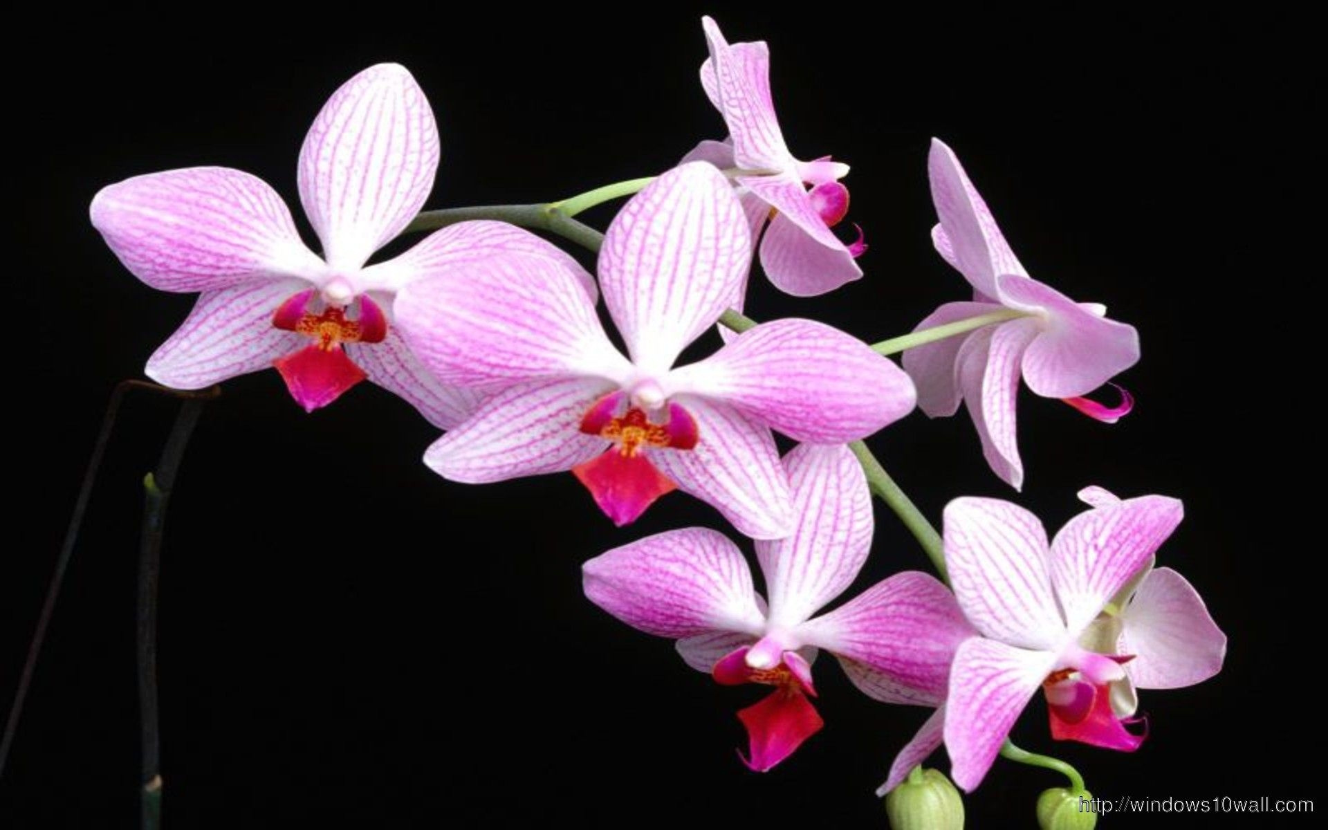 1920x1200 Beautiful Orchid Flower Wallpaper, Desktop