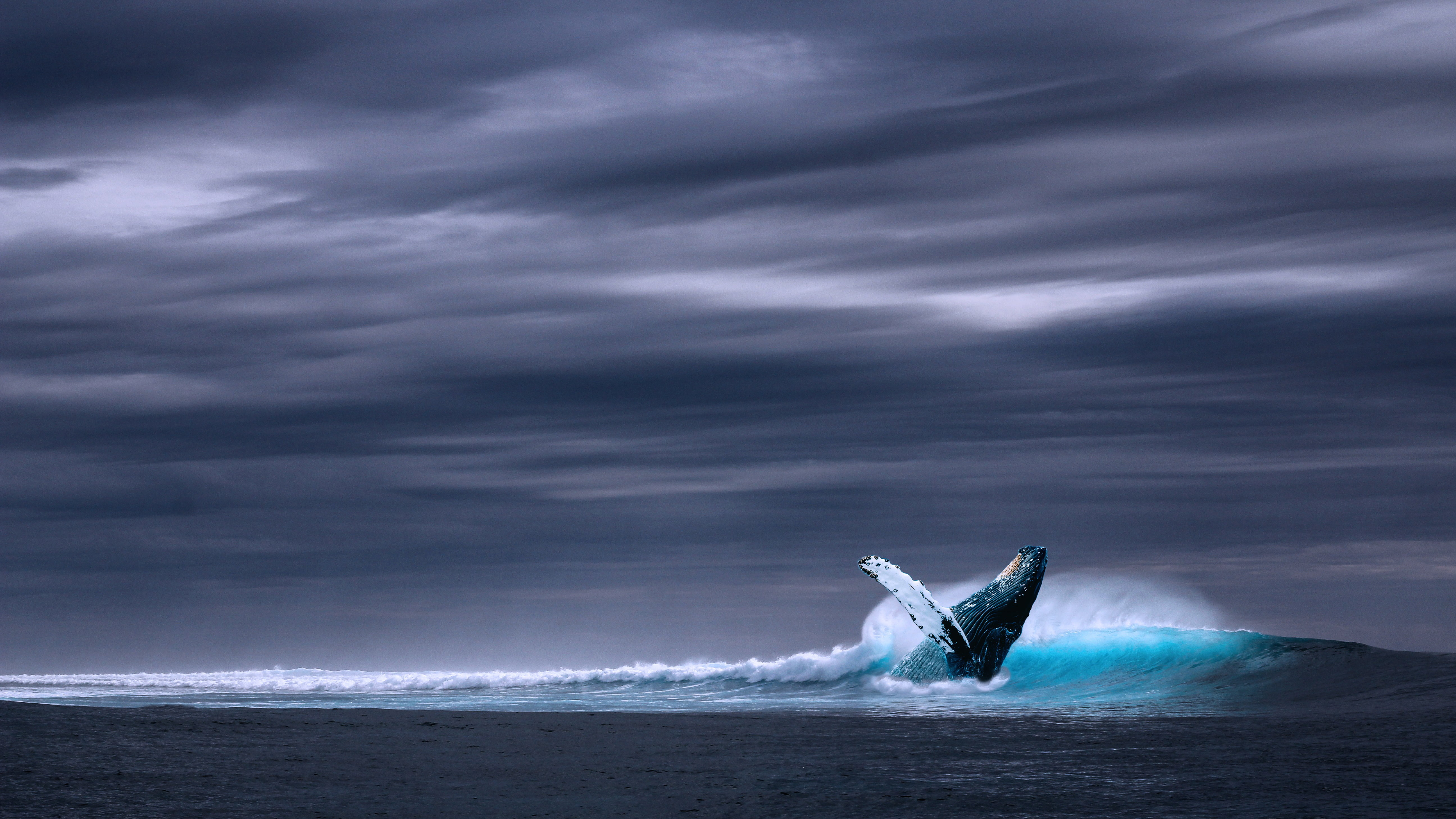 5190x2920 Blue humpback whale on body of water under gray skies HD, Desktop