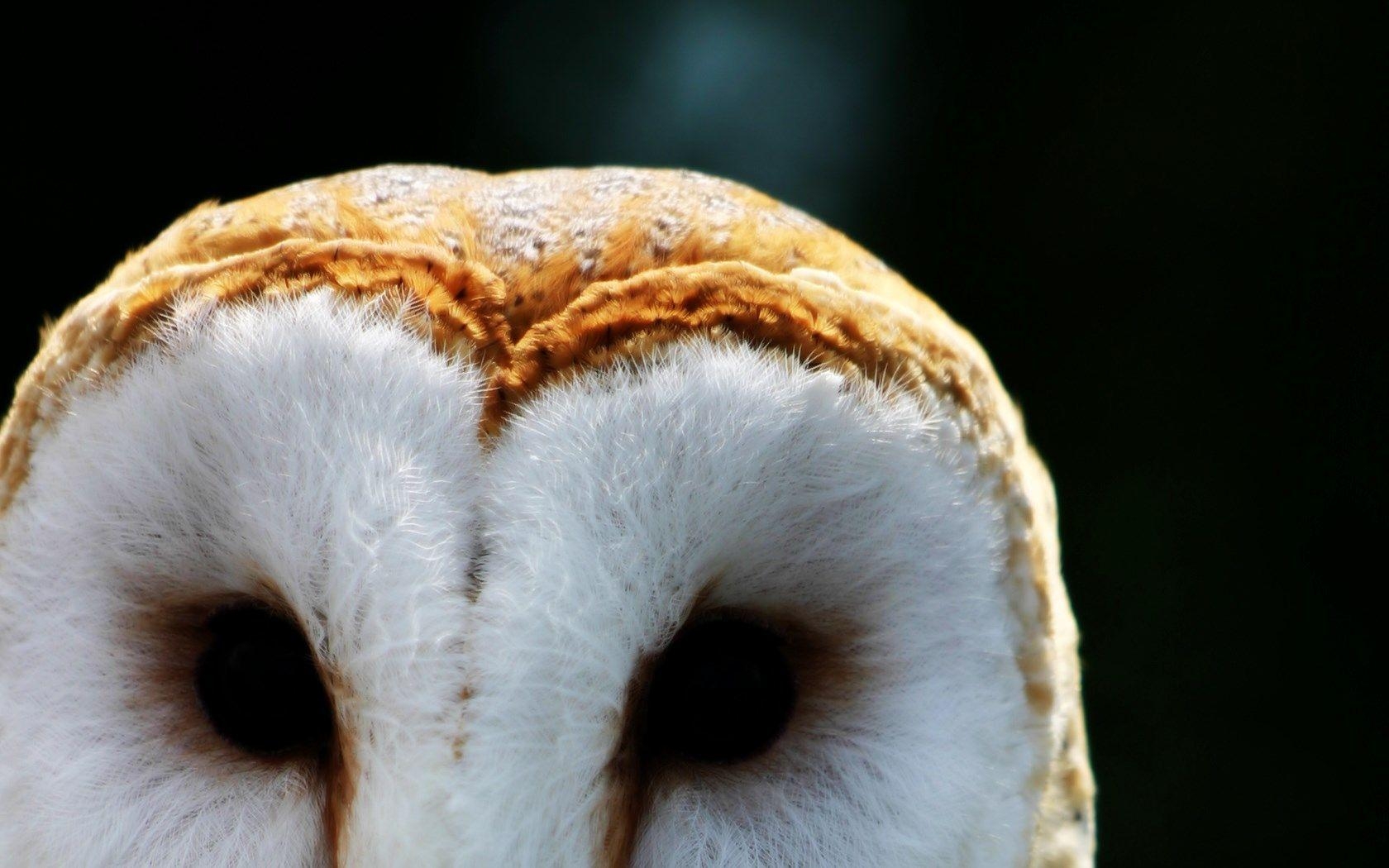 1680x1050 wallpaper free barn owl, Desktop