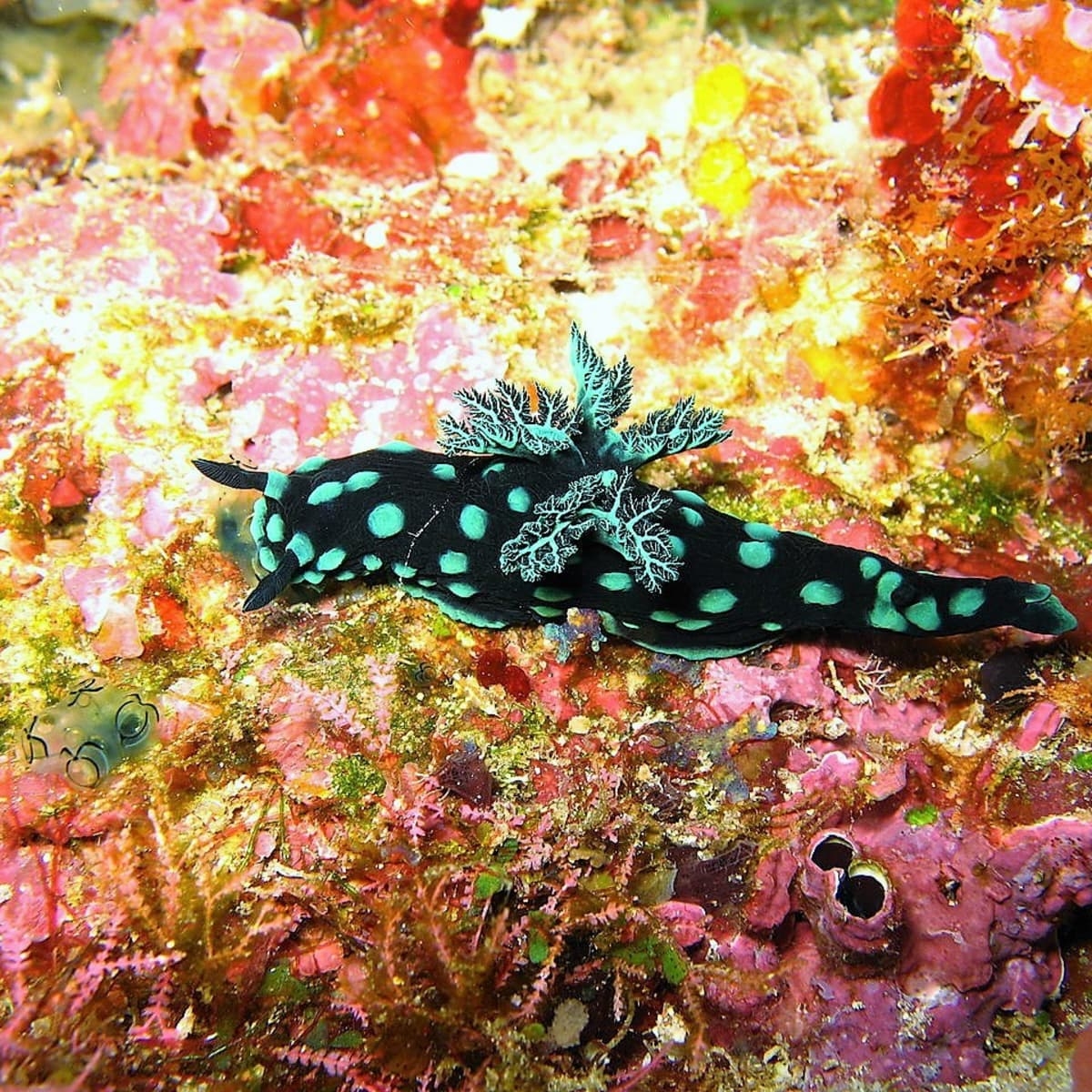 1200x1200 Facts About Sea Slugs and Photo of 12 Beautiful Species, Phone