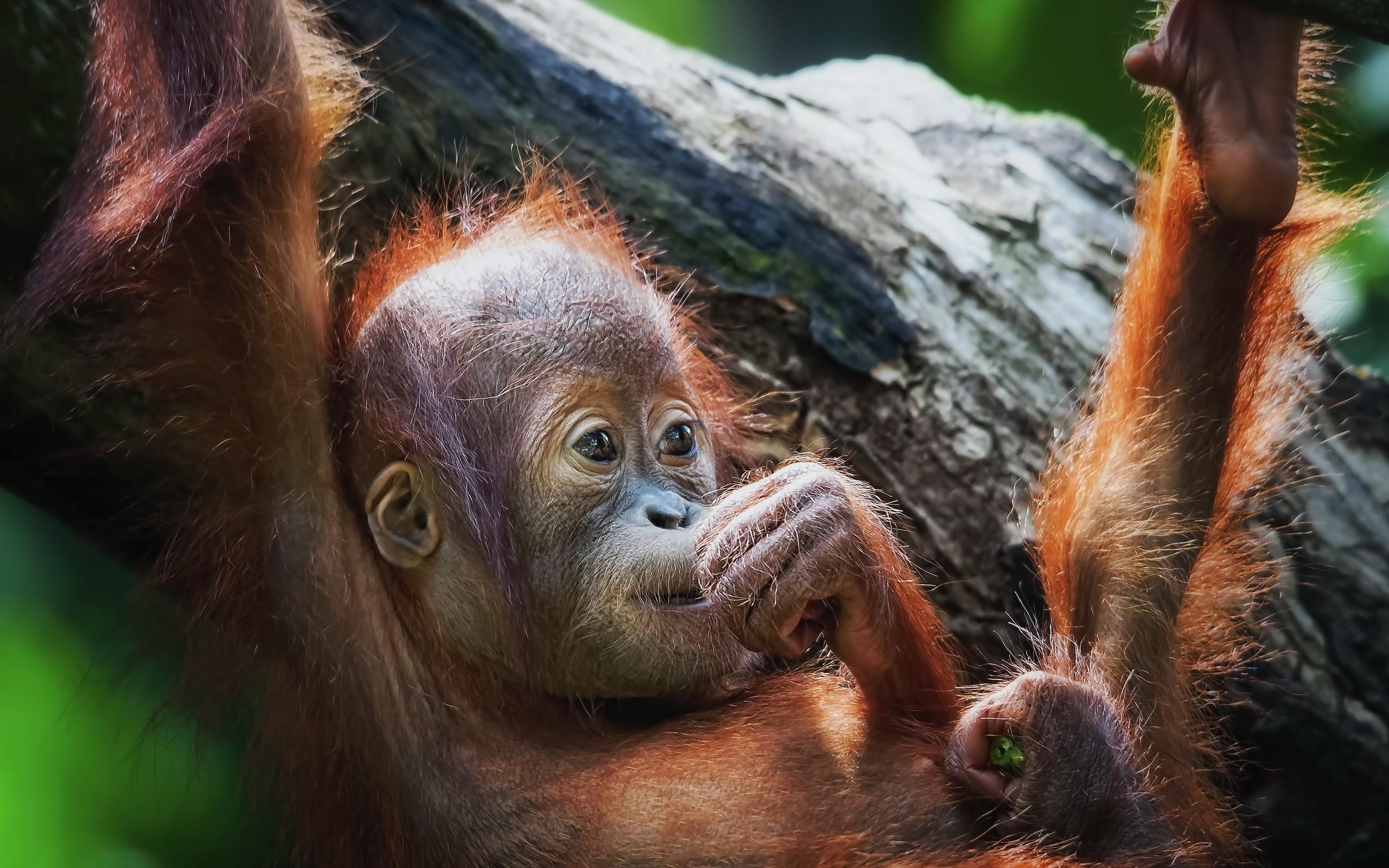 2560x1600 Orangutan HD Wallpaper, Desktop