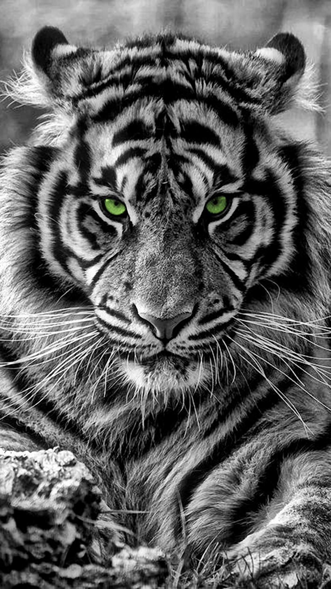 1080x1920 Tiger, Phone