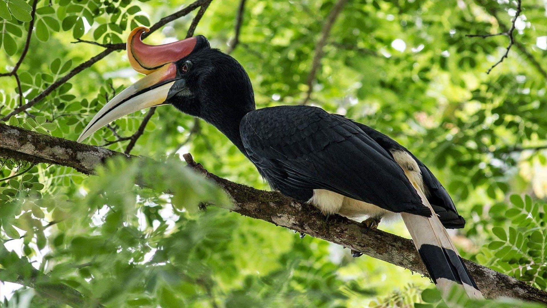 1920x1080 Rhinoceros Hornbill Exotic Bird 01, Wallpaper13.com, Desktop