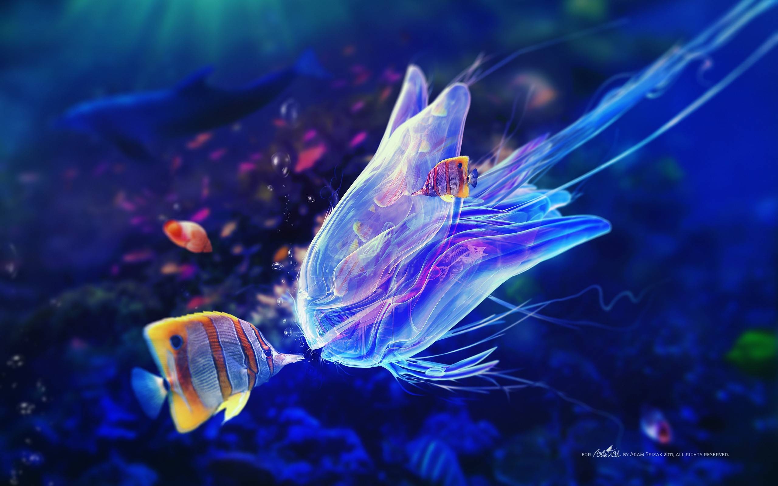 2560x1600 Marine Life Wallpaper Free Marine Life Background, Desktop