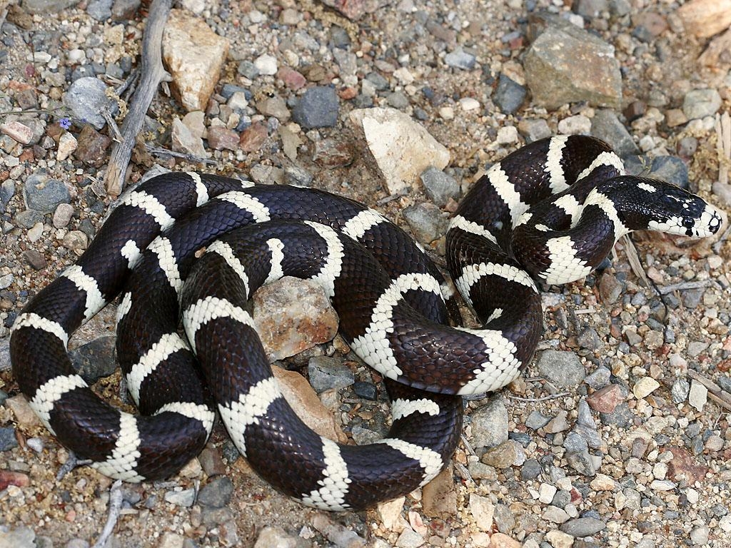 1030x770 California Kingsnake, Lampropeltis getula californiae, Desktop