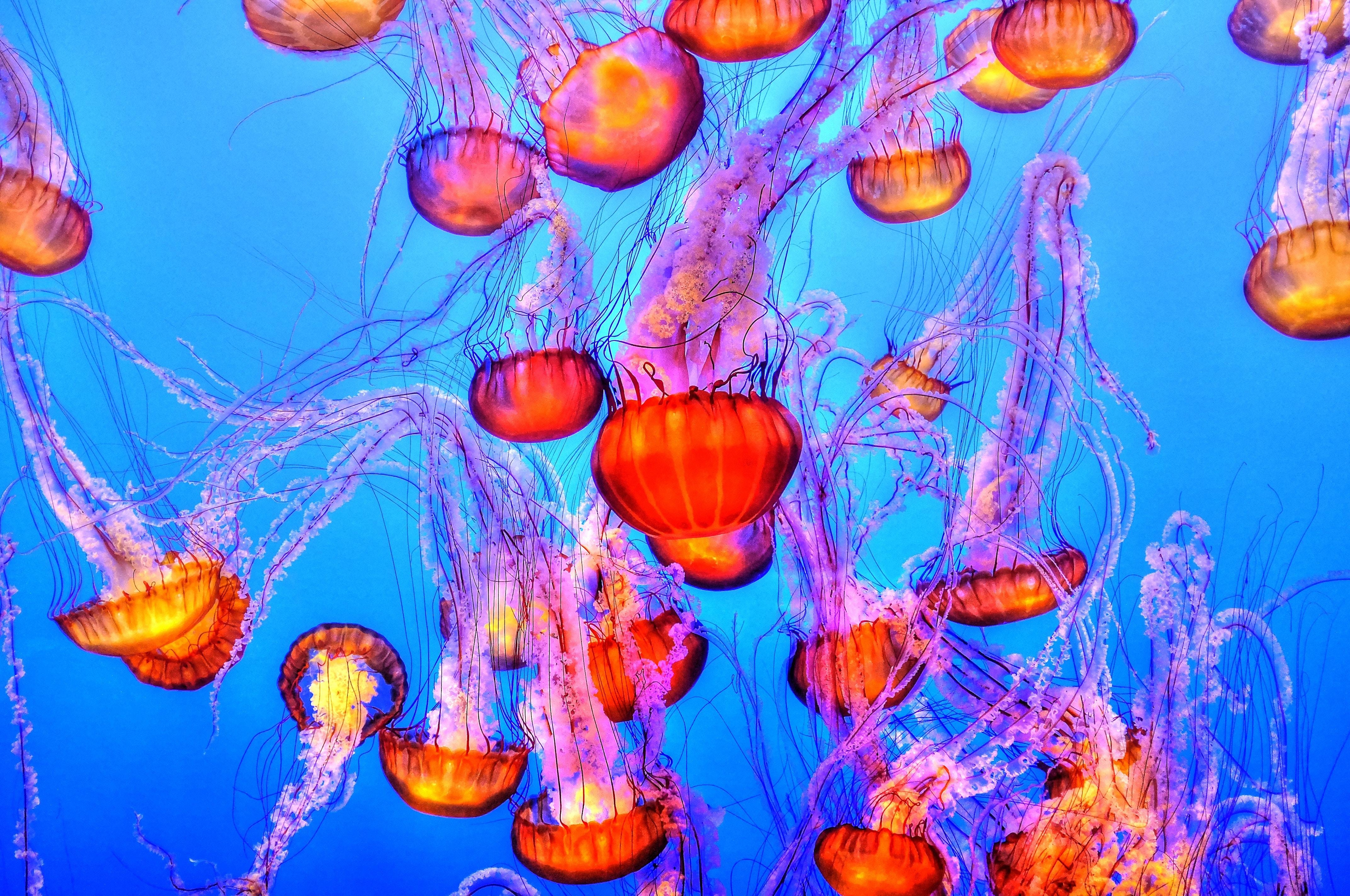 4290x2850  #ocean, #jellyfish, #water, #sea, #PNG image, #underw, #cool background, #wallpaper, #marine life, #underwater, #cool wallpaper. Mocah HD Wallpaper, Desktop